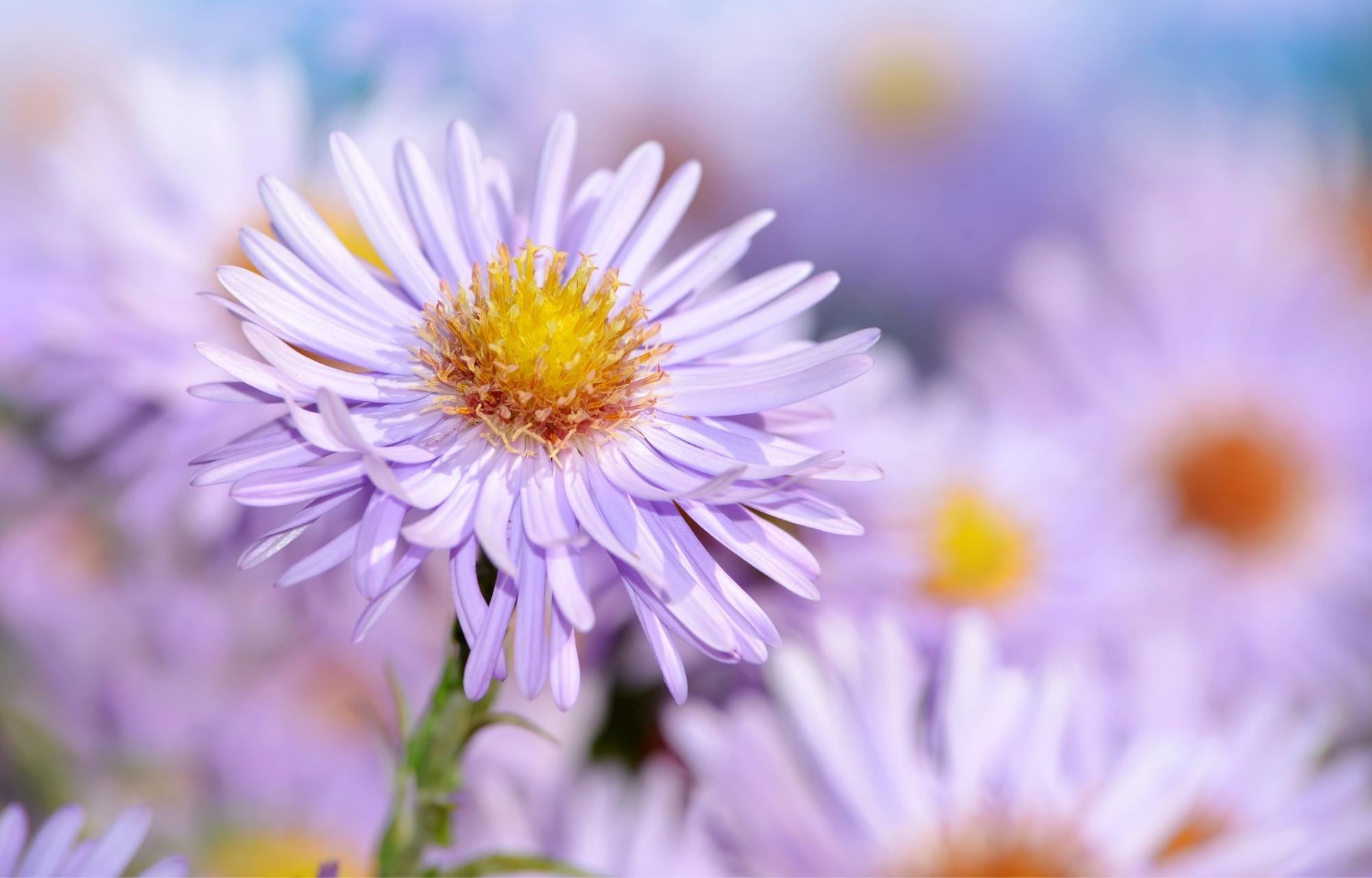 Mother’s Day Gifts That Cannot Miss