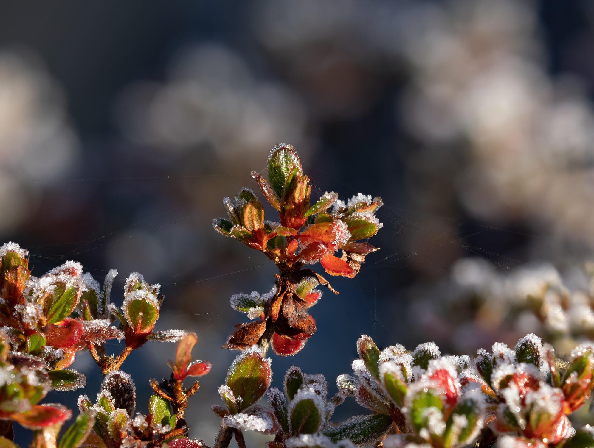 Gardening Tips for January