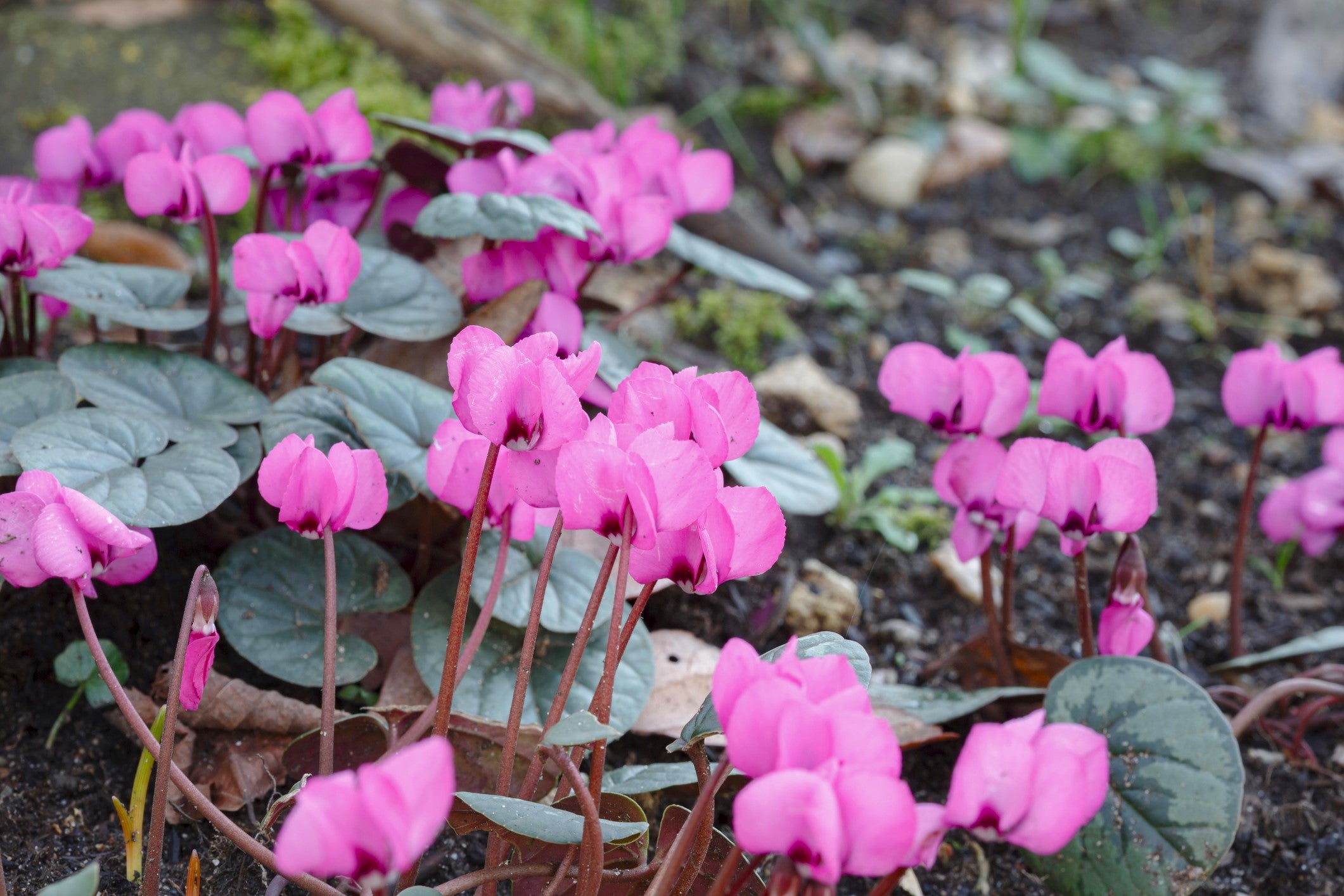 Defying the Chill: Top Perennials for February Blooms in the Pacific Northwest