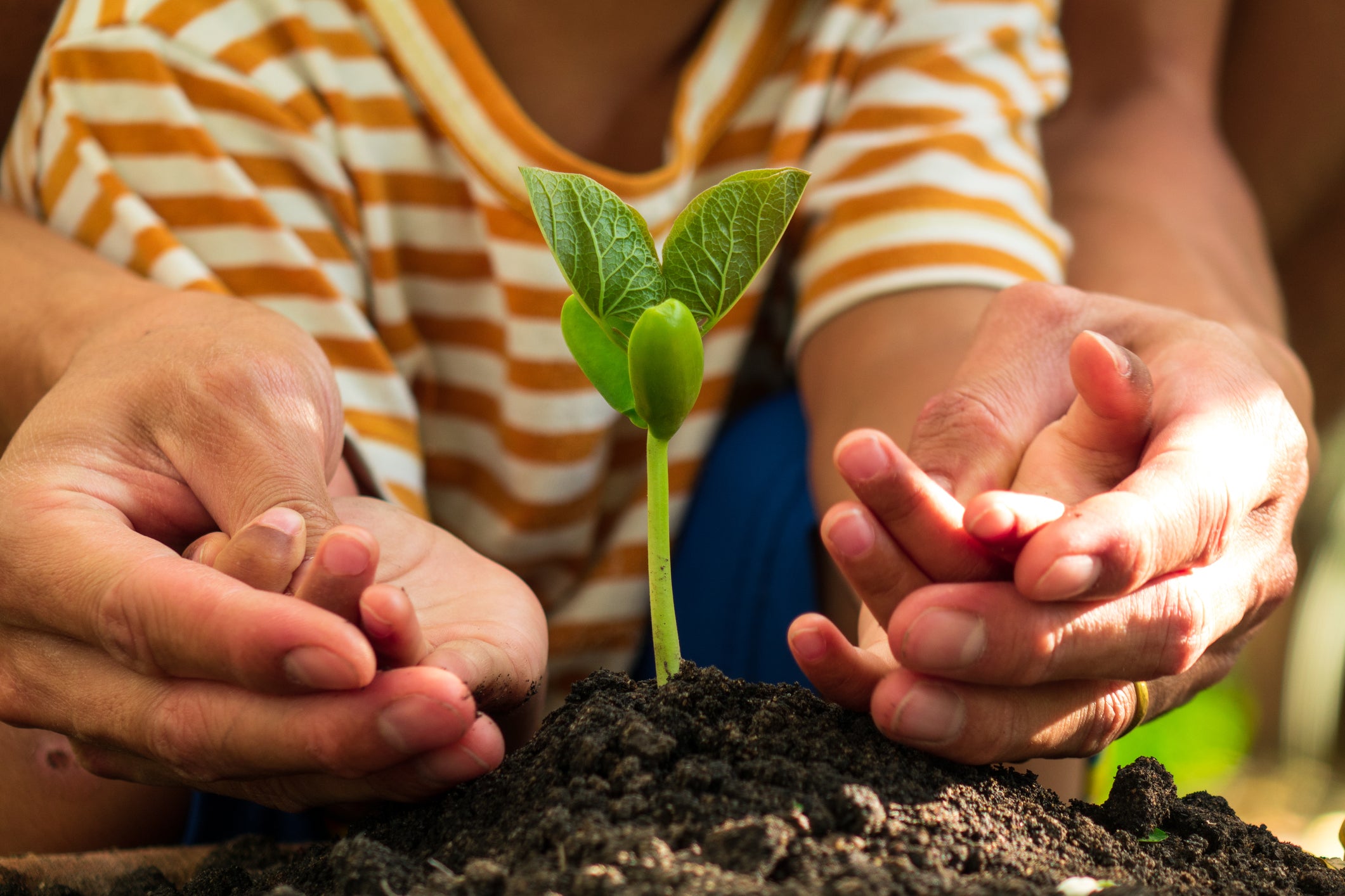 A Beginner's Guide to Gardening