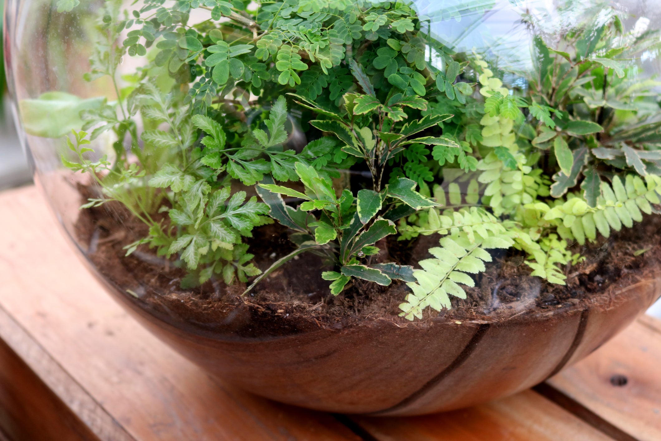 Happy Earth Day: Build Your Own Terrarium Green World