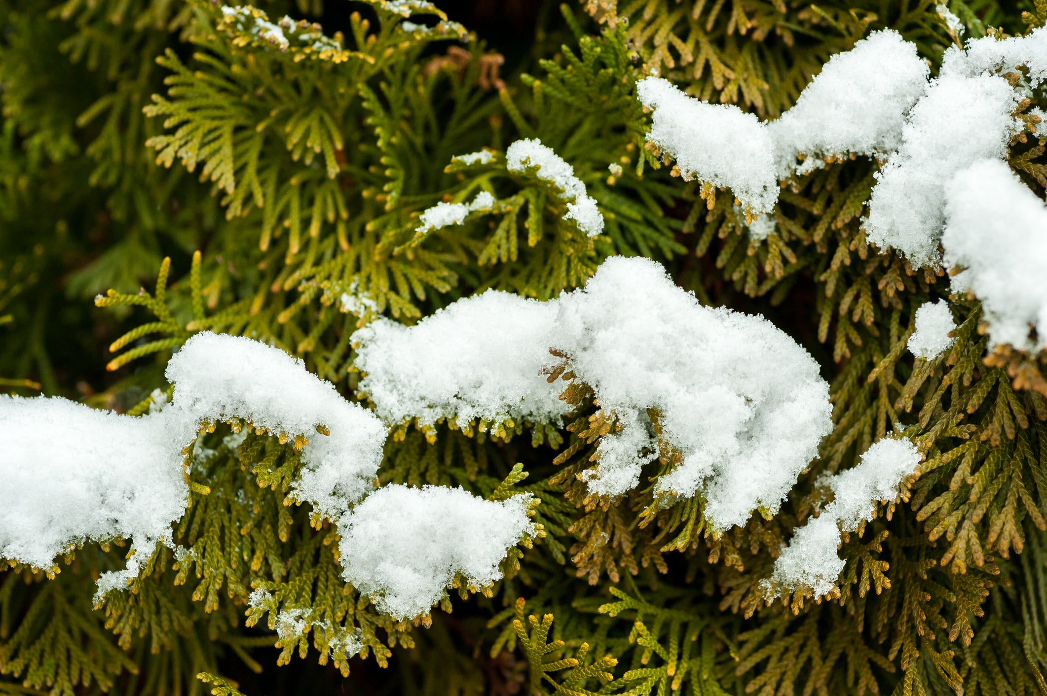 Choosing and Caring for Evergreen Plants
