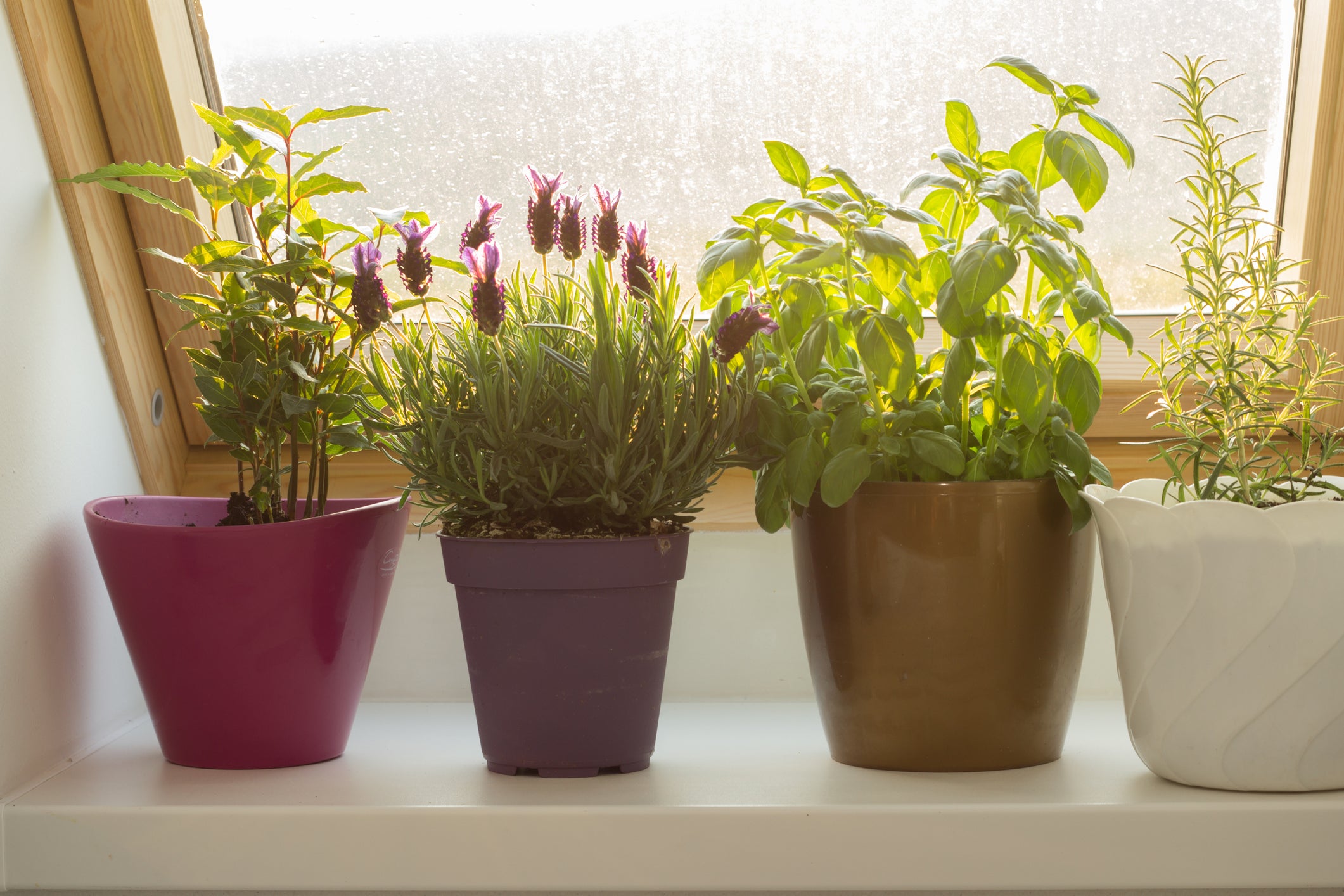 Creative Indoor Gardening Ideas