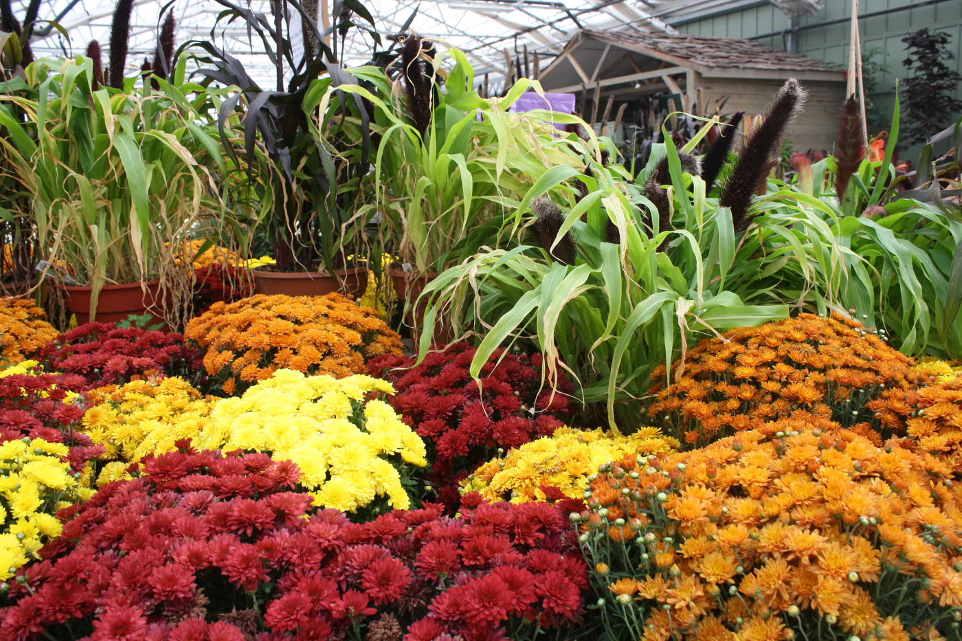 Mum’s the Word for Fall Planting