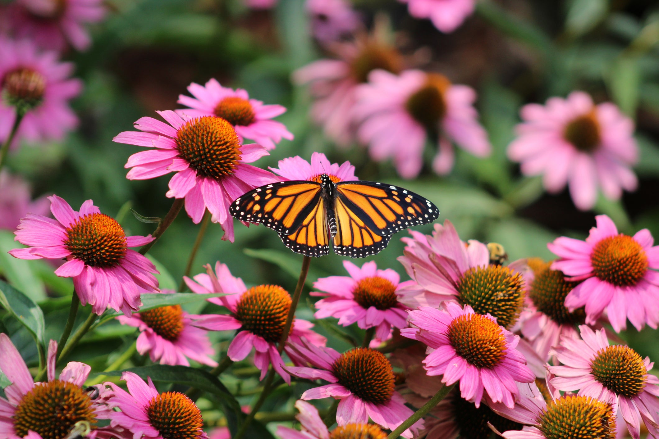 Pollinator Plant Power