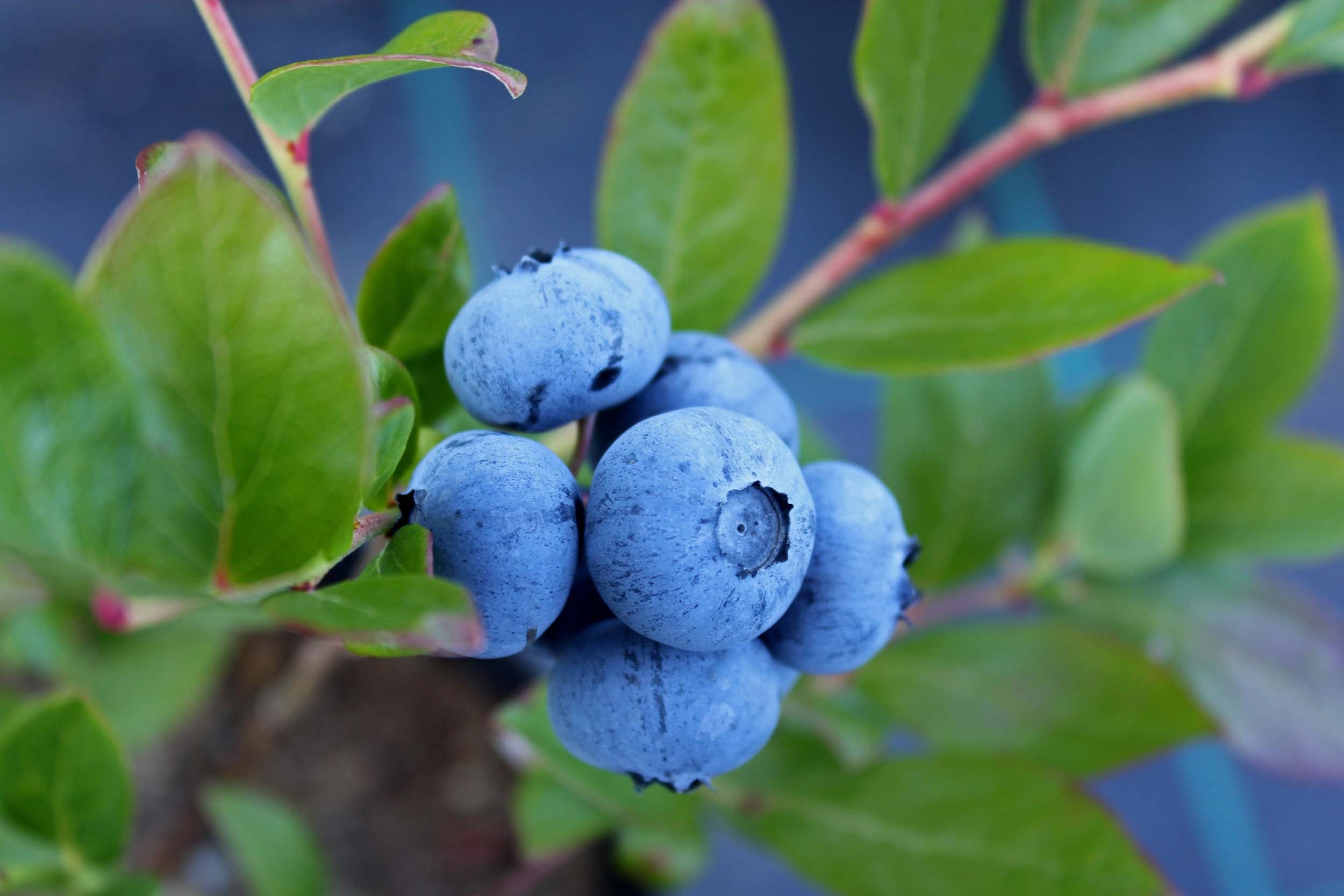 Blueberry Bonanza