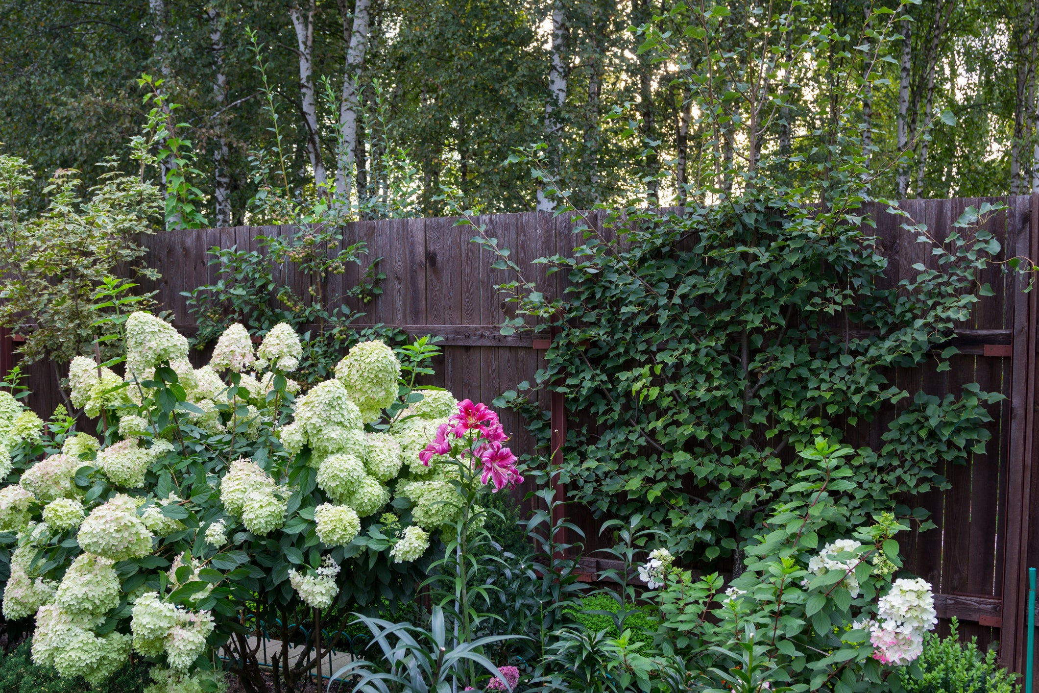 Punch Up the Color in Your Summer Garden