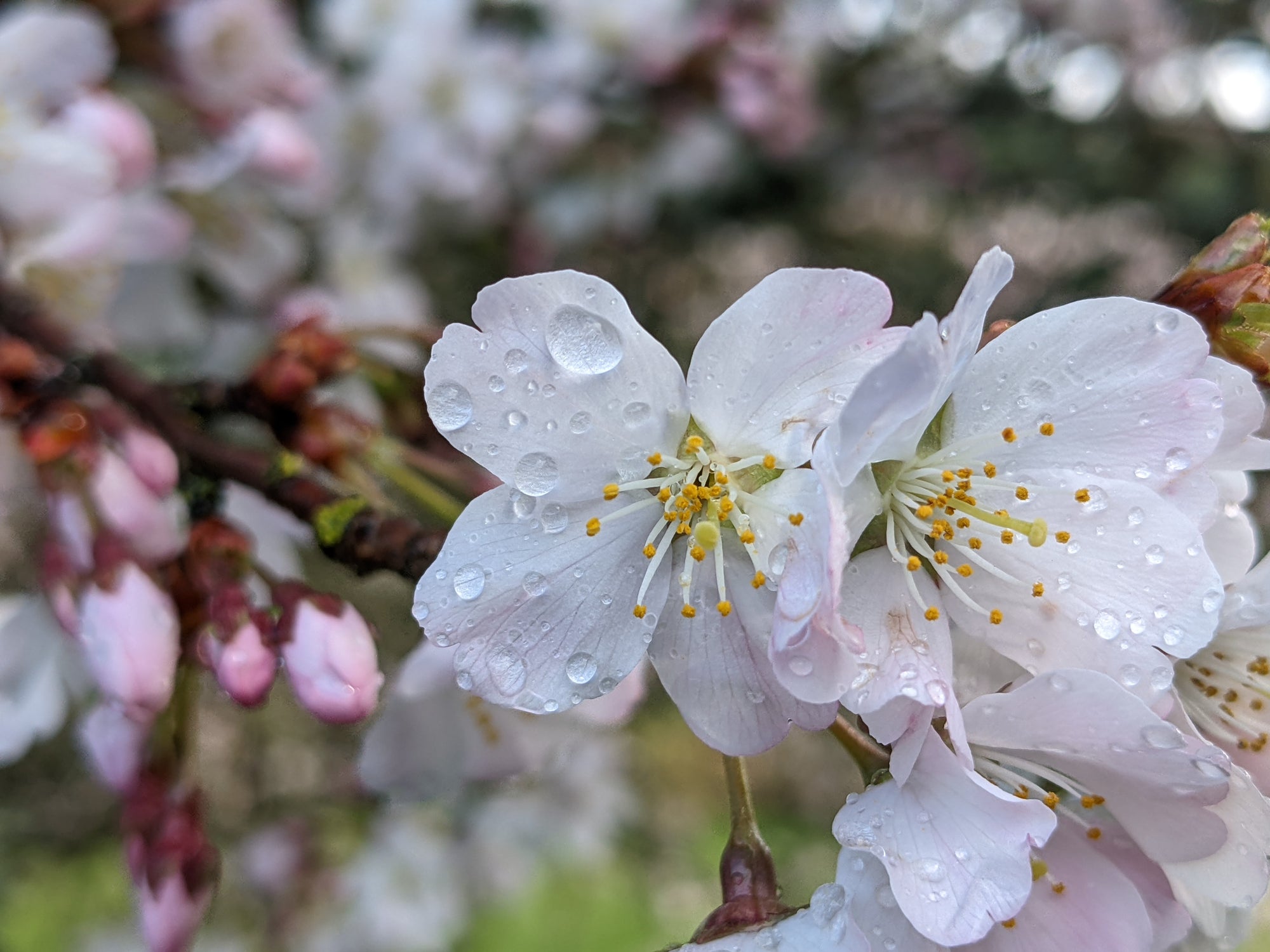 A Symphony of Spring: The Bloom of Beautiful Trees in April