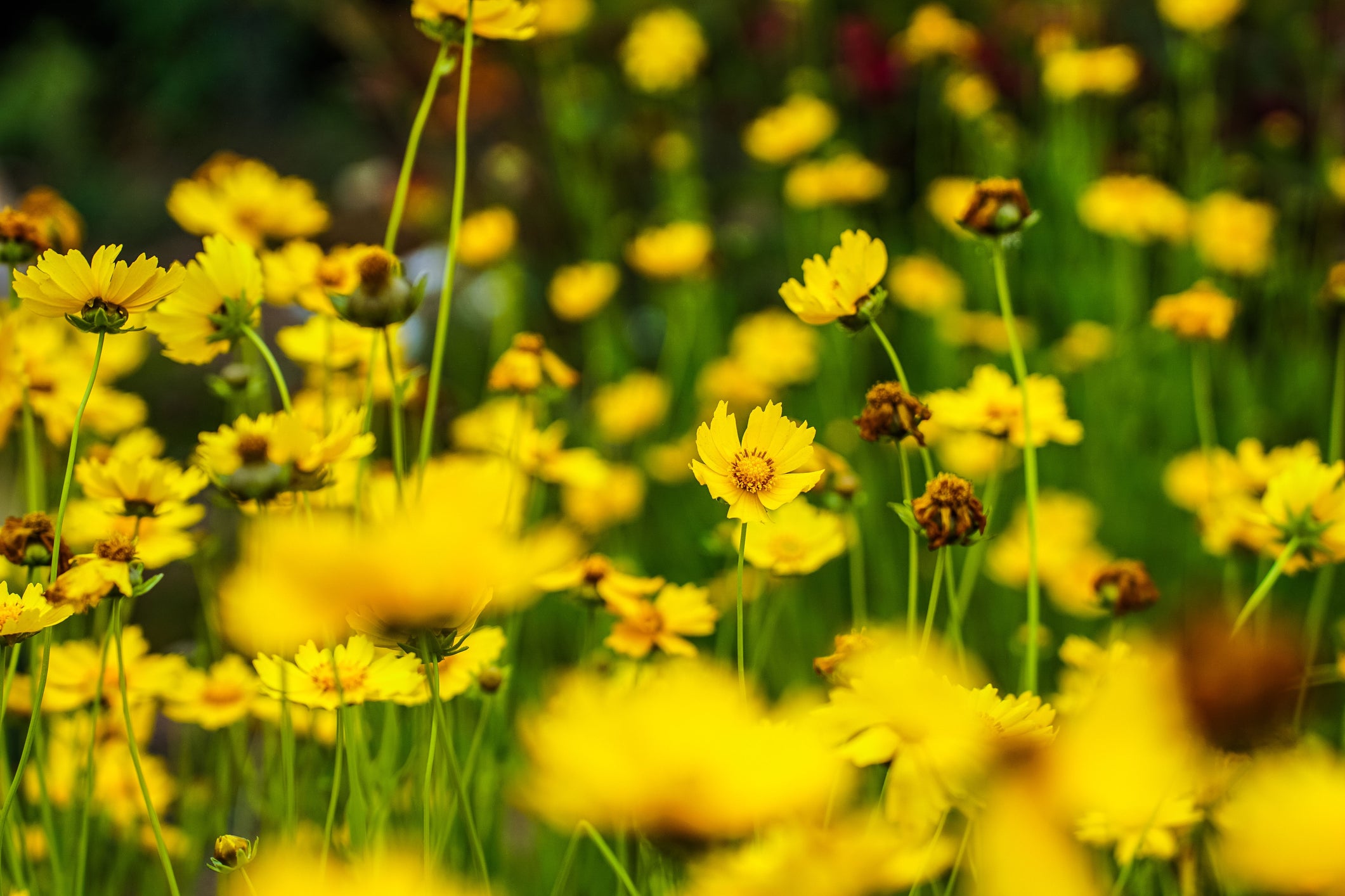 coreopsis perennial