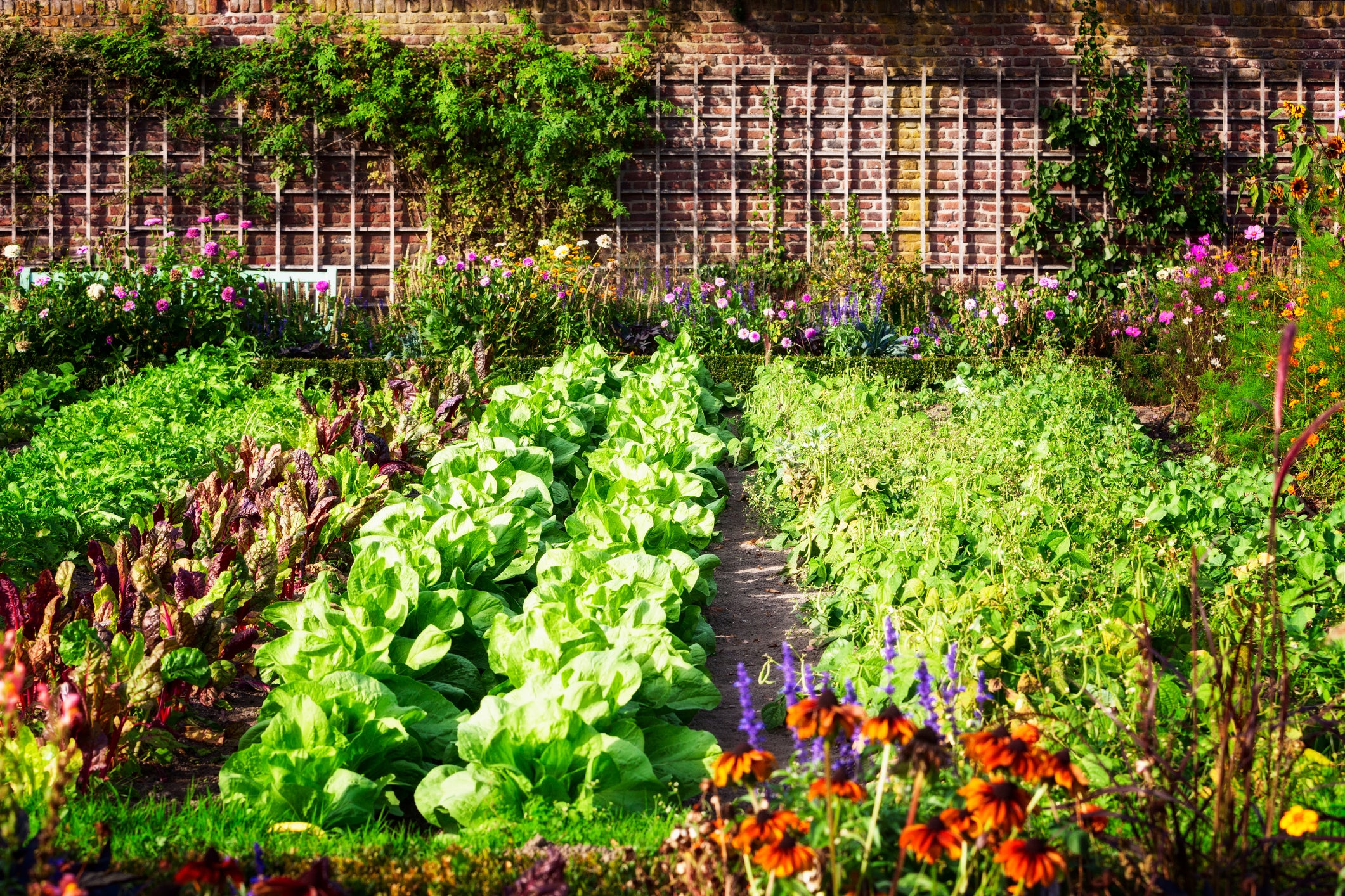 Edible Landscaping: Reap the Rewards