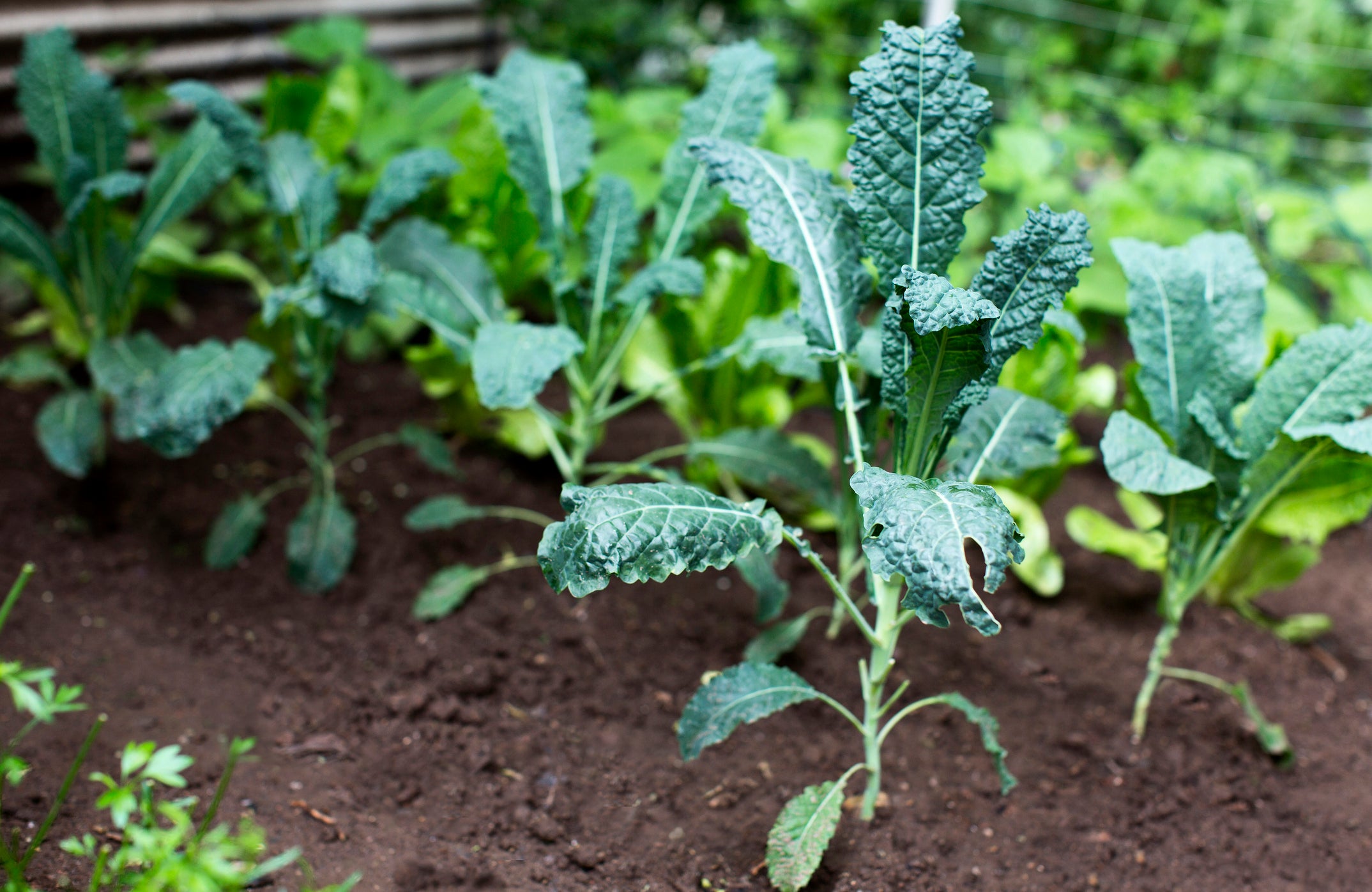Harvest Like a Pro: Mastering Succession Planting