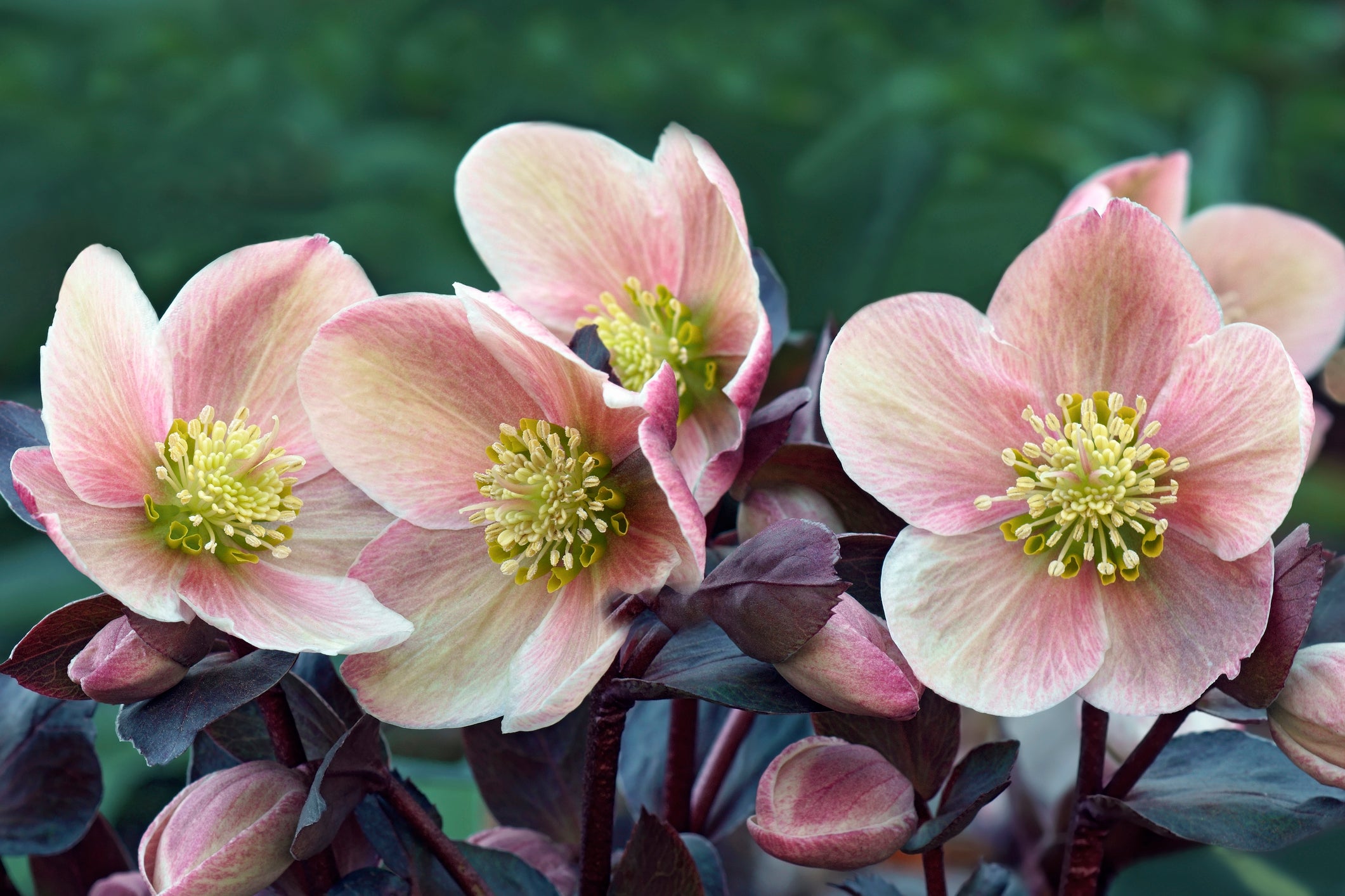 Blooming Perennials