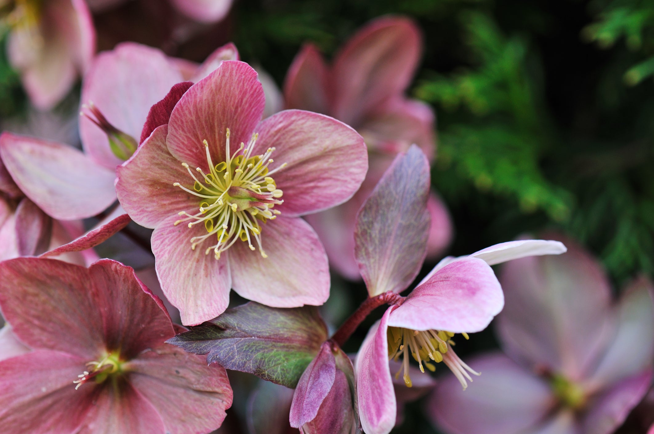 Escape to Spring: Planting and Planning Your Dream Garden