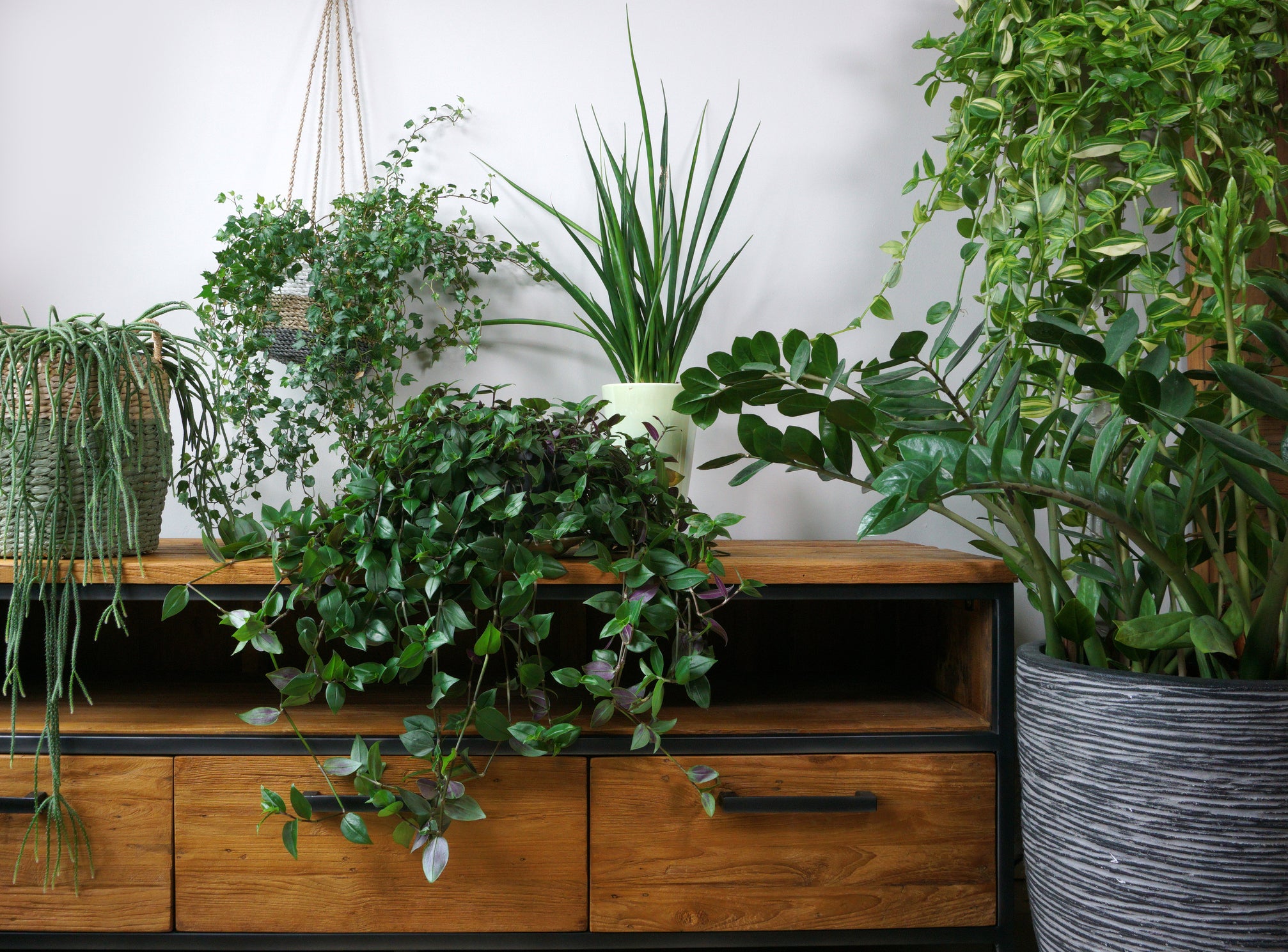 Caring for Houseplants in the Winter