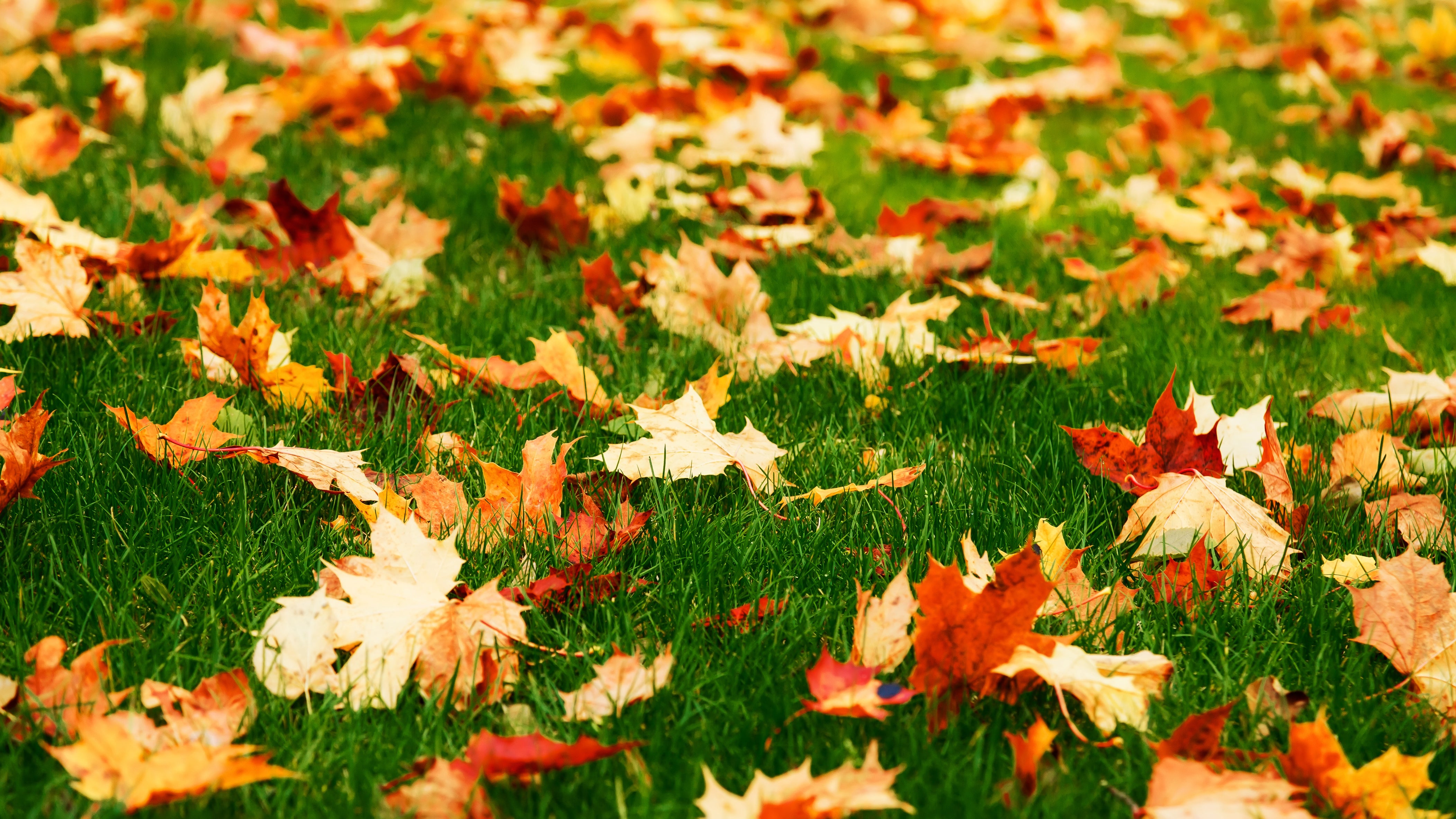 November Gardening Tips for the Fall Rush