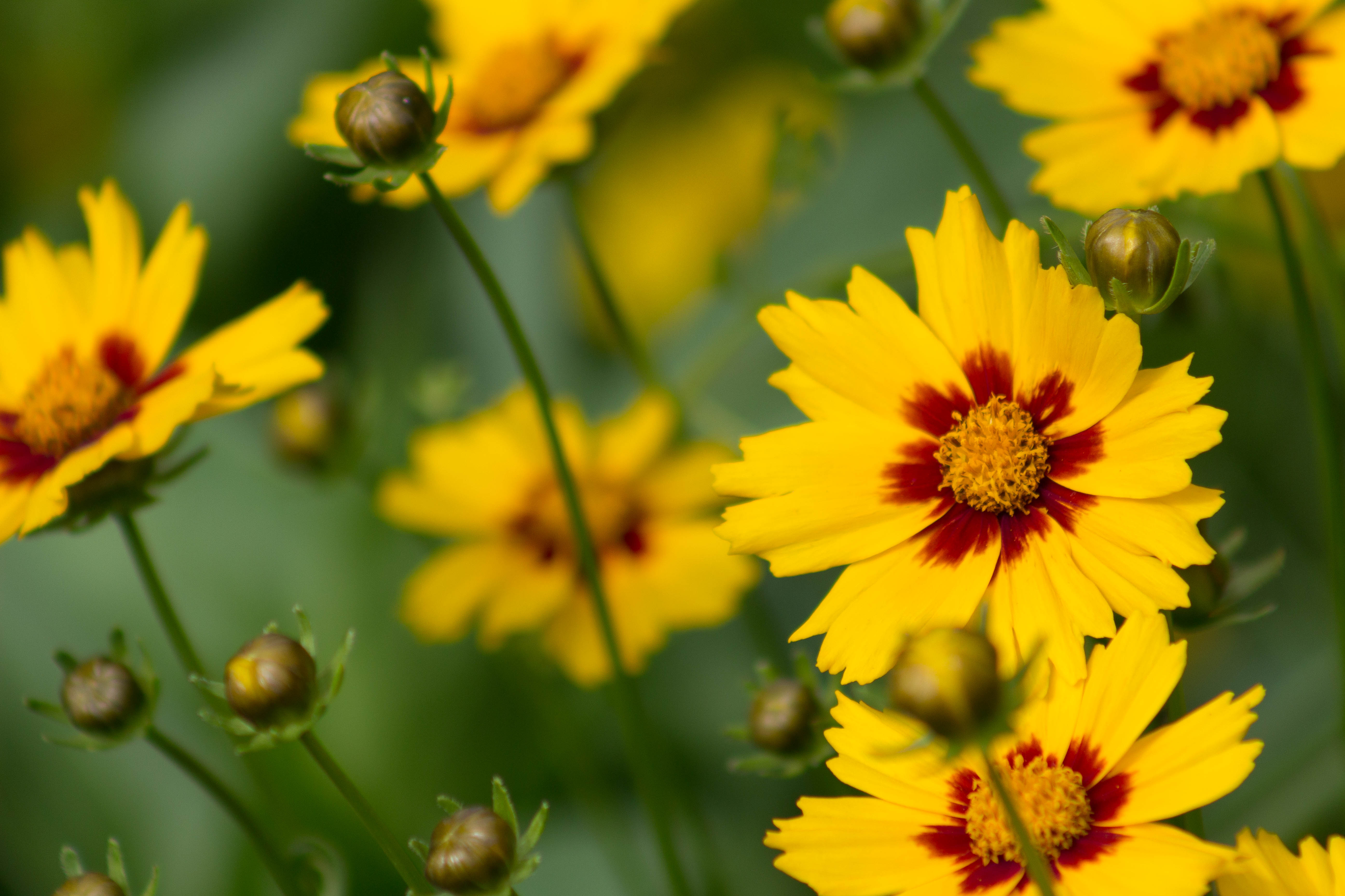 Annual and Perennial Planting in July