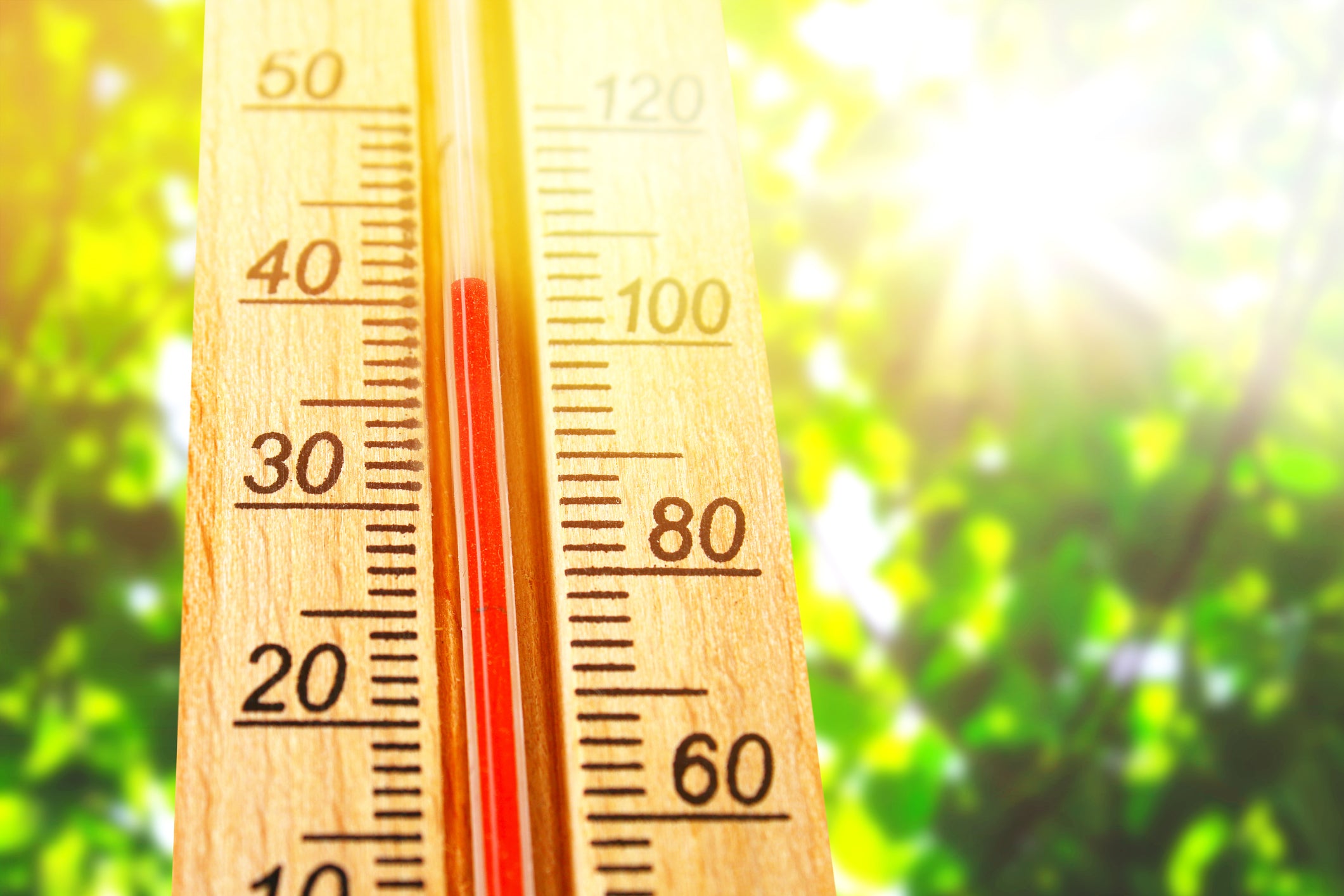 5 Ways to Help Your Plants Survive the Heat