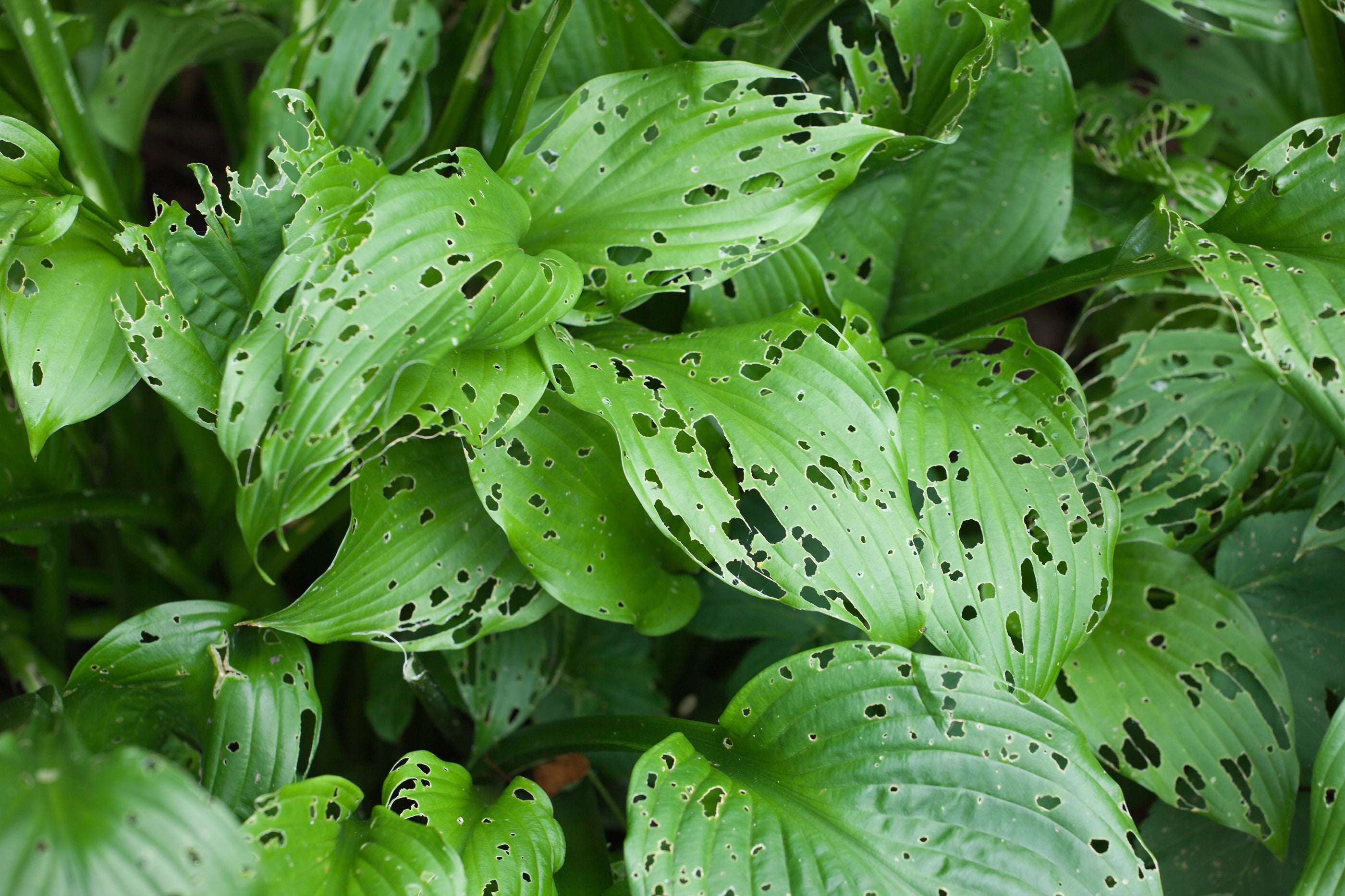 leaves destroyed by pests