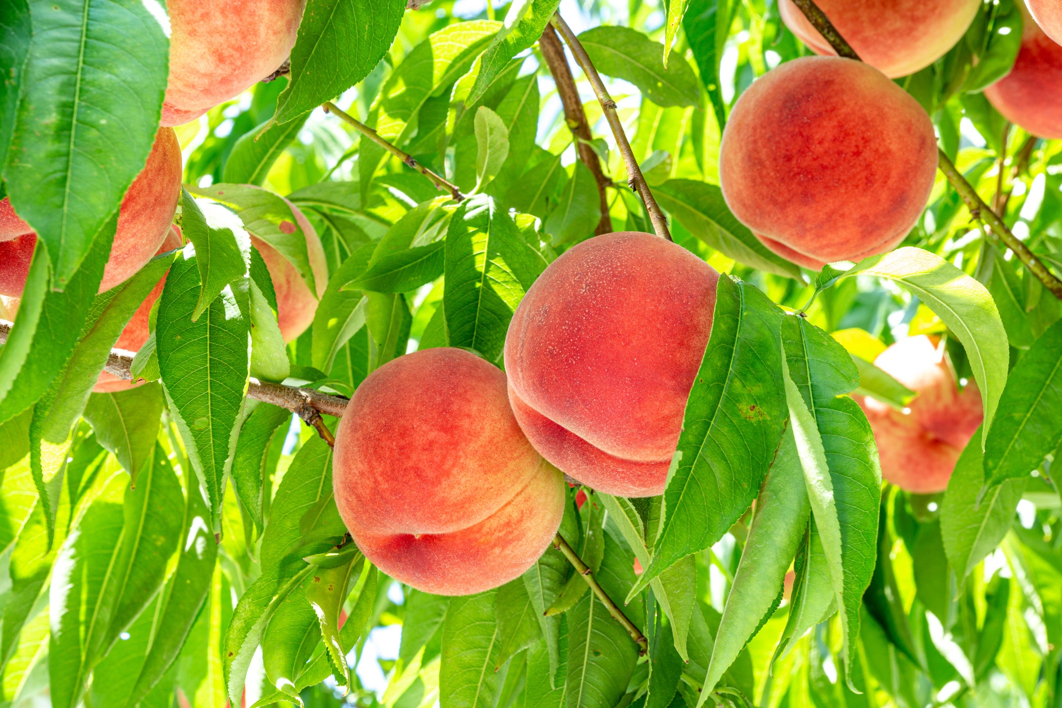 Bare Root Fruit Trees