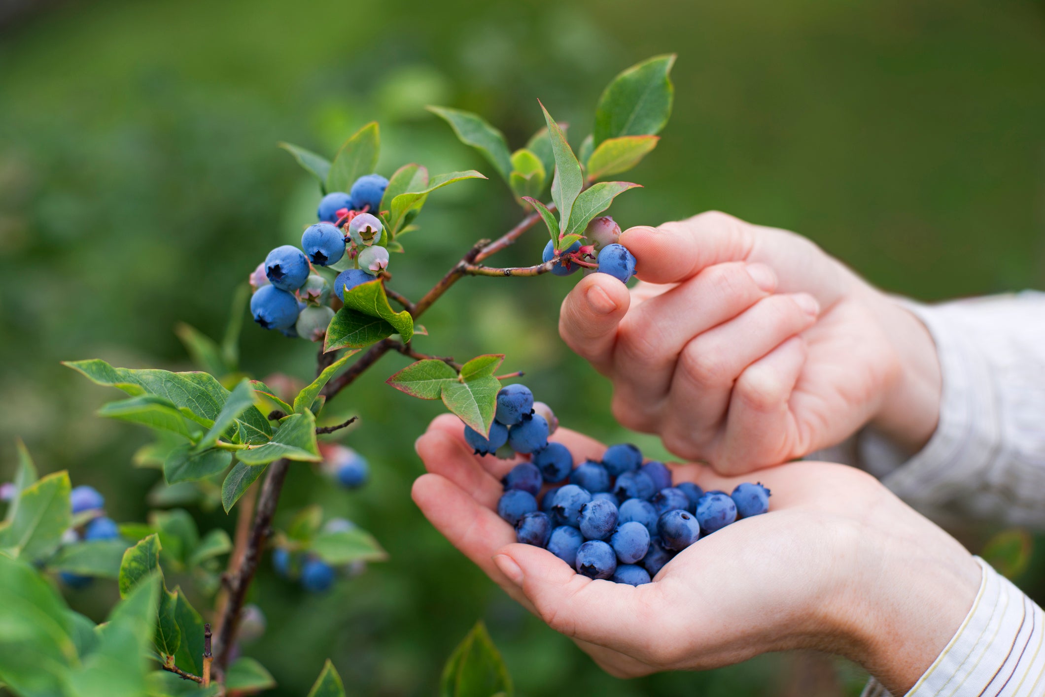 Berrylicious Bonanza: Picking the Perfect Blueberries for Your Pacific Northwest Paradise