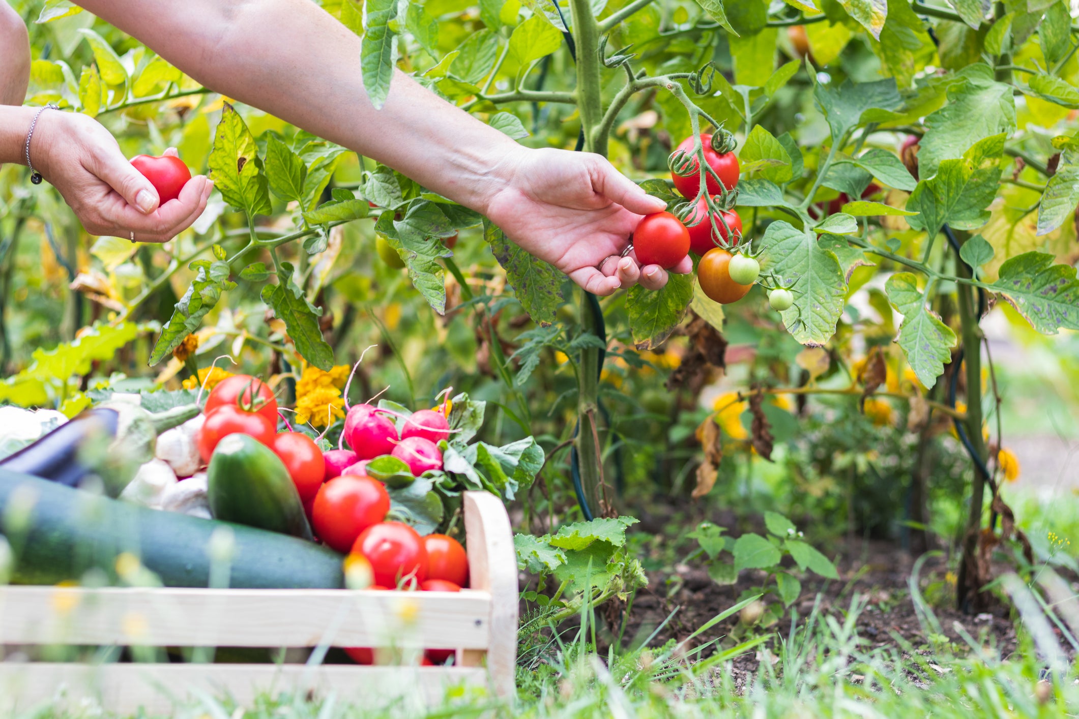 July Gardening Guide in the Pacific Northwest
