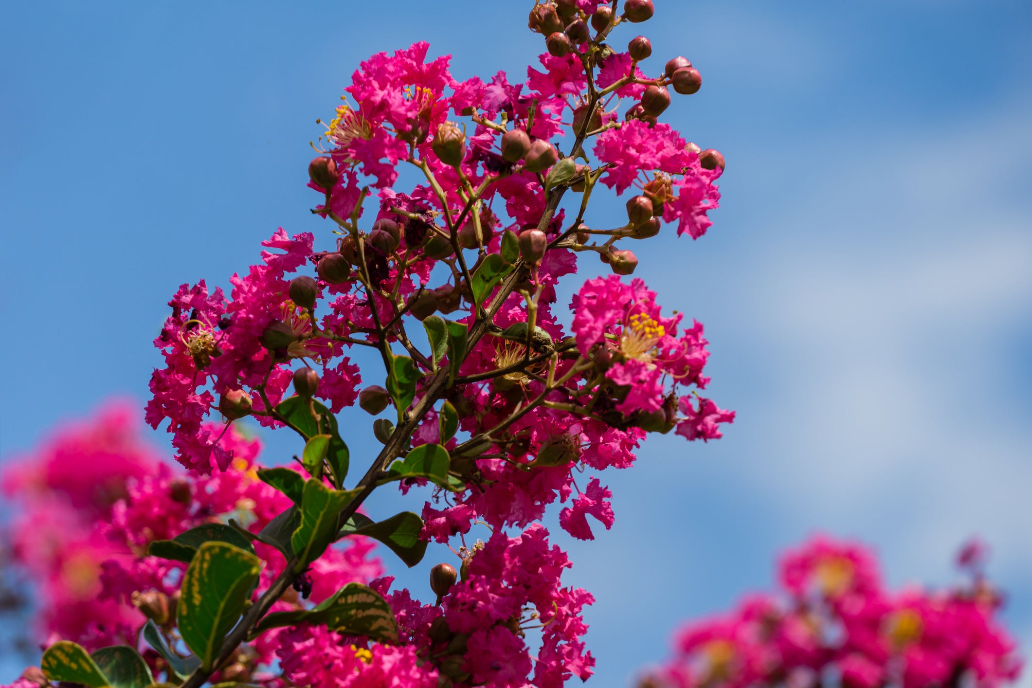 Magnificent Crape Myrtles