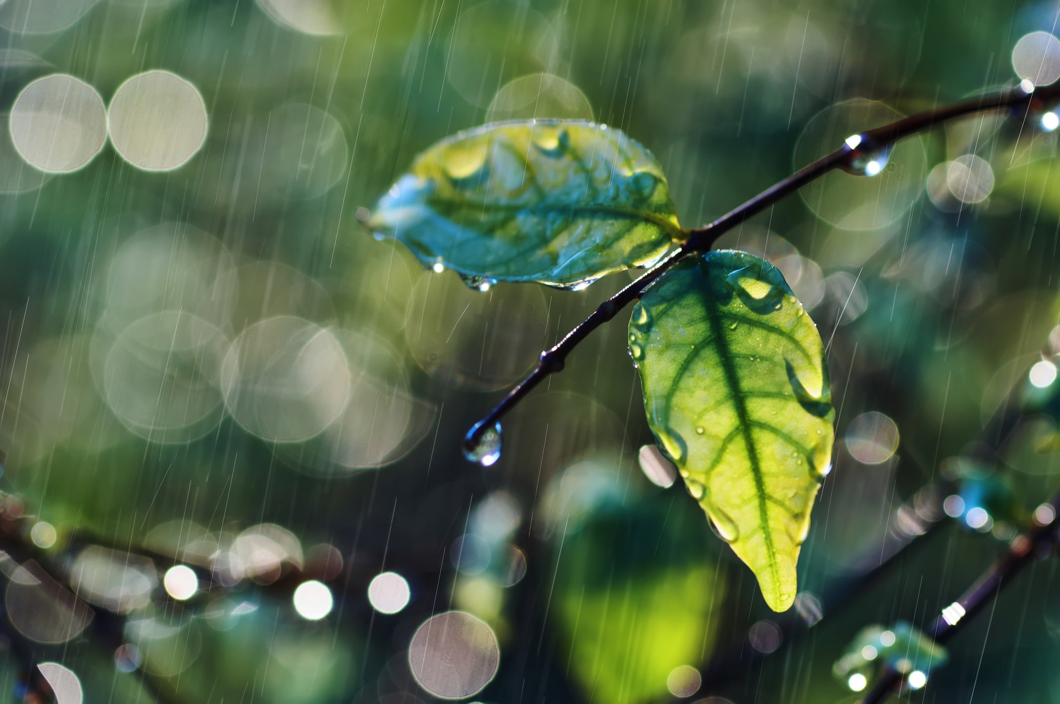 Rain Garden Design for the Pacific Northwest