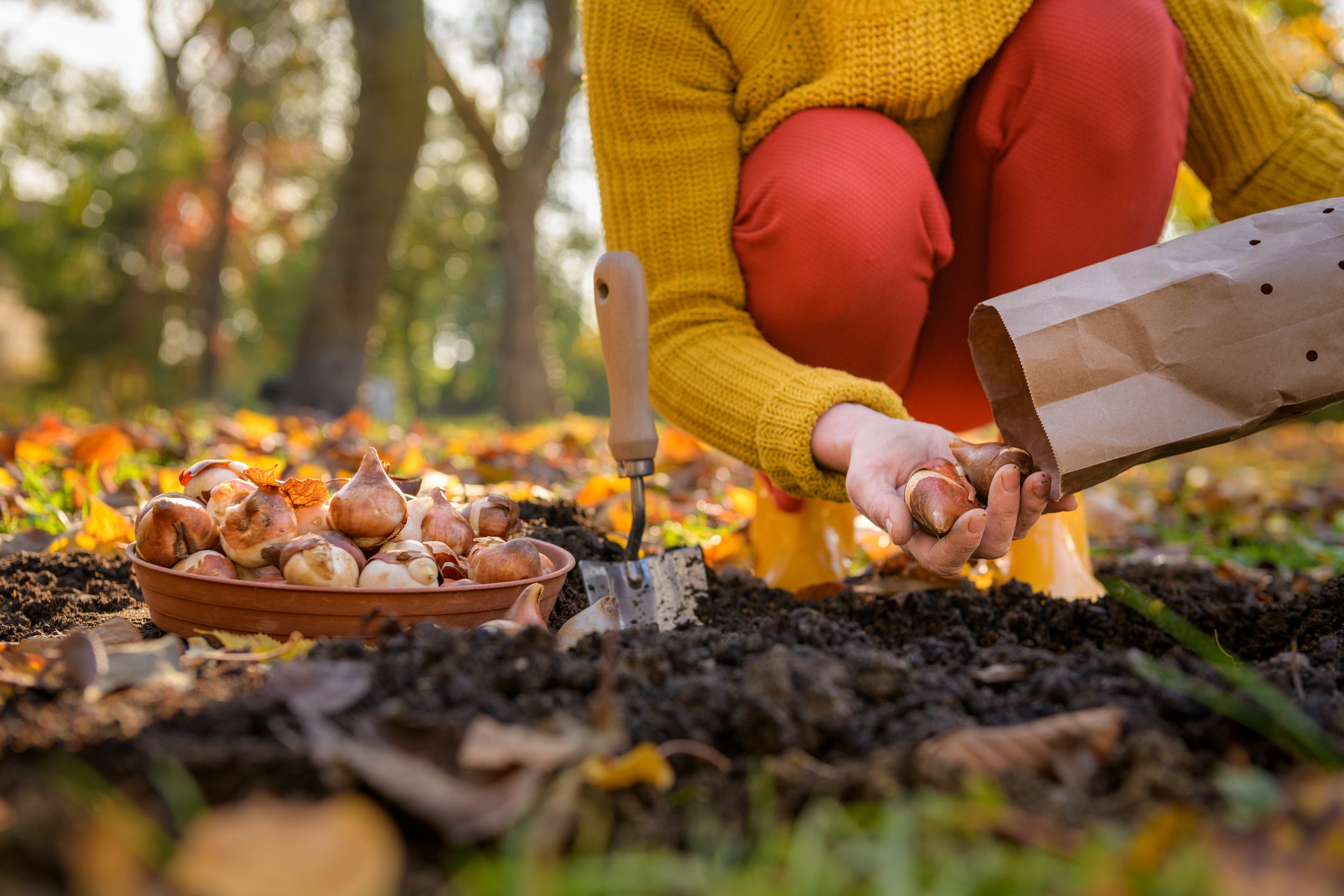October Planting Guide: What to Sow and Grow for a Stunning Spring Display