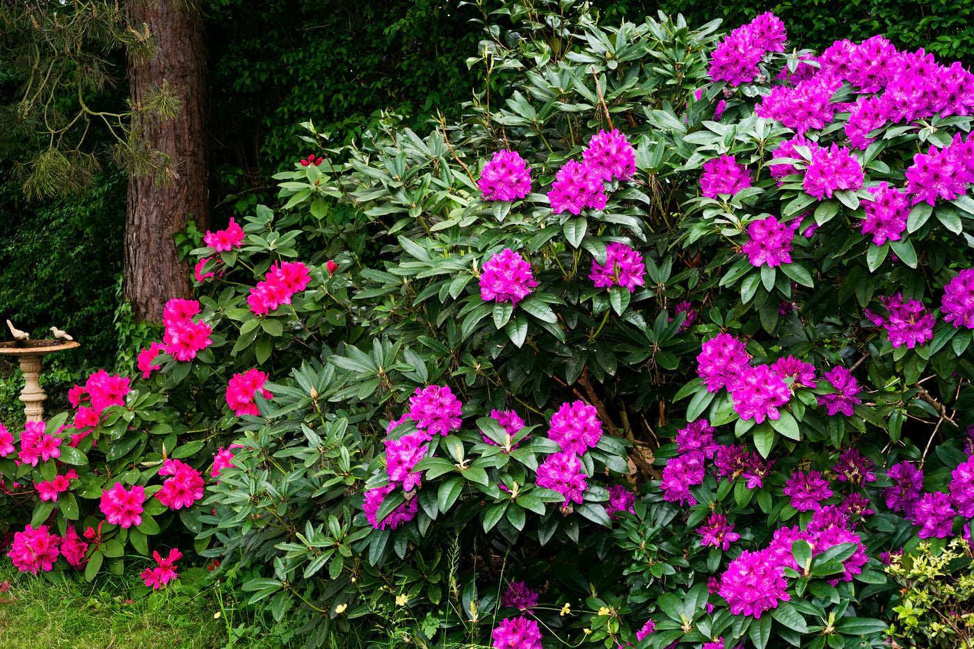 Dig Into May: Expert Garden Tips for the Month Ahead