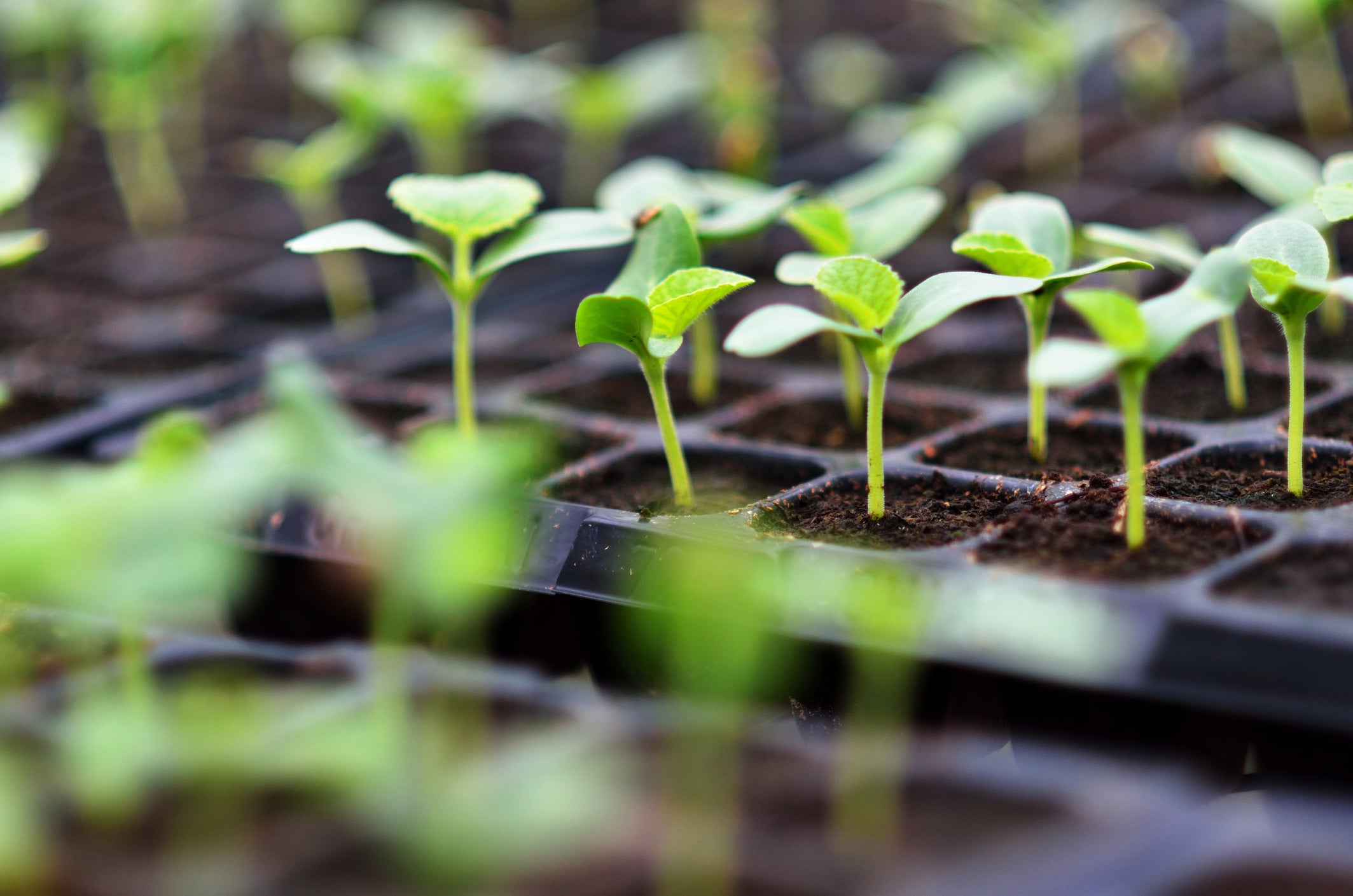 Seed Starts in January