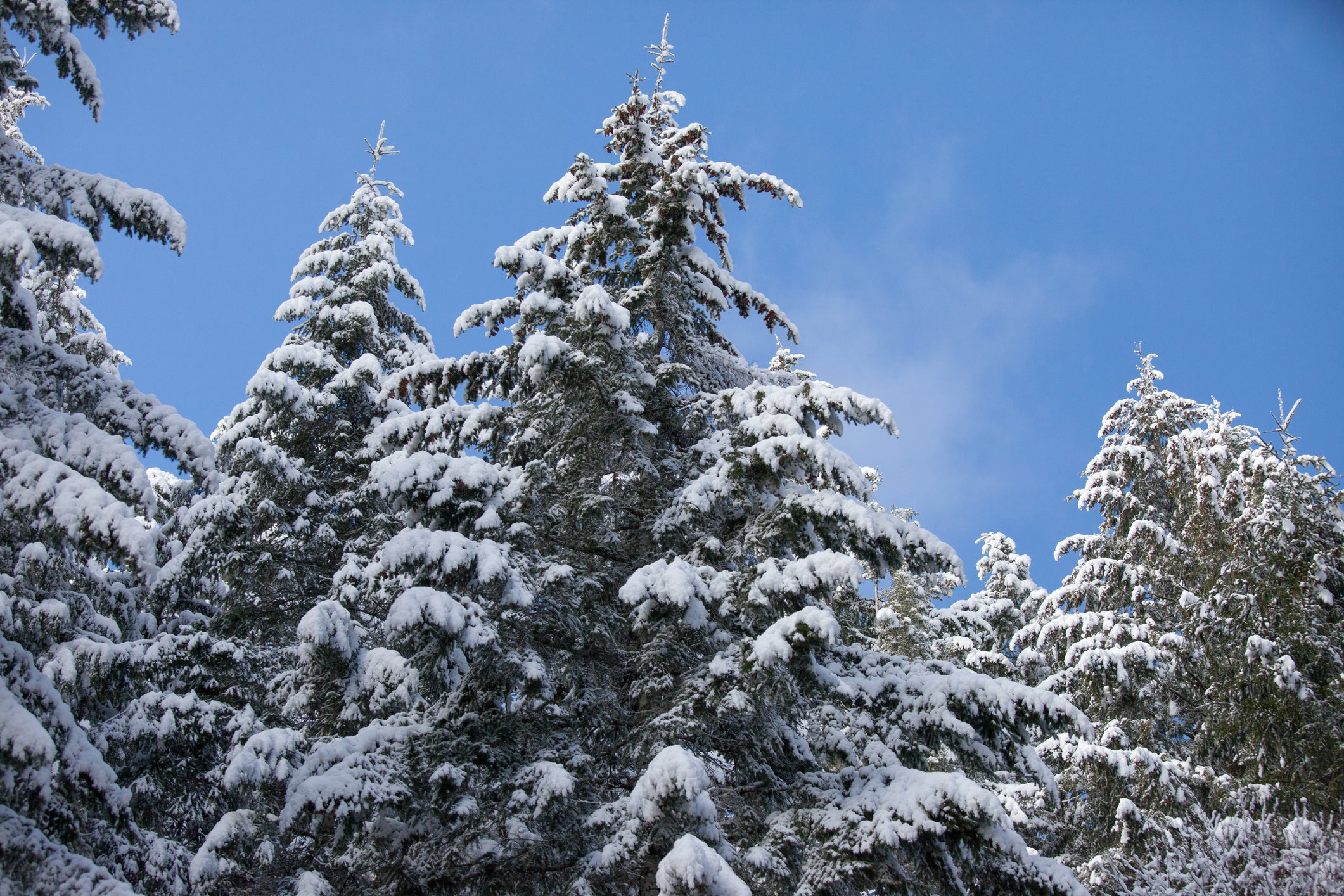 Preparing Trees and Shrubs for Winter Health