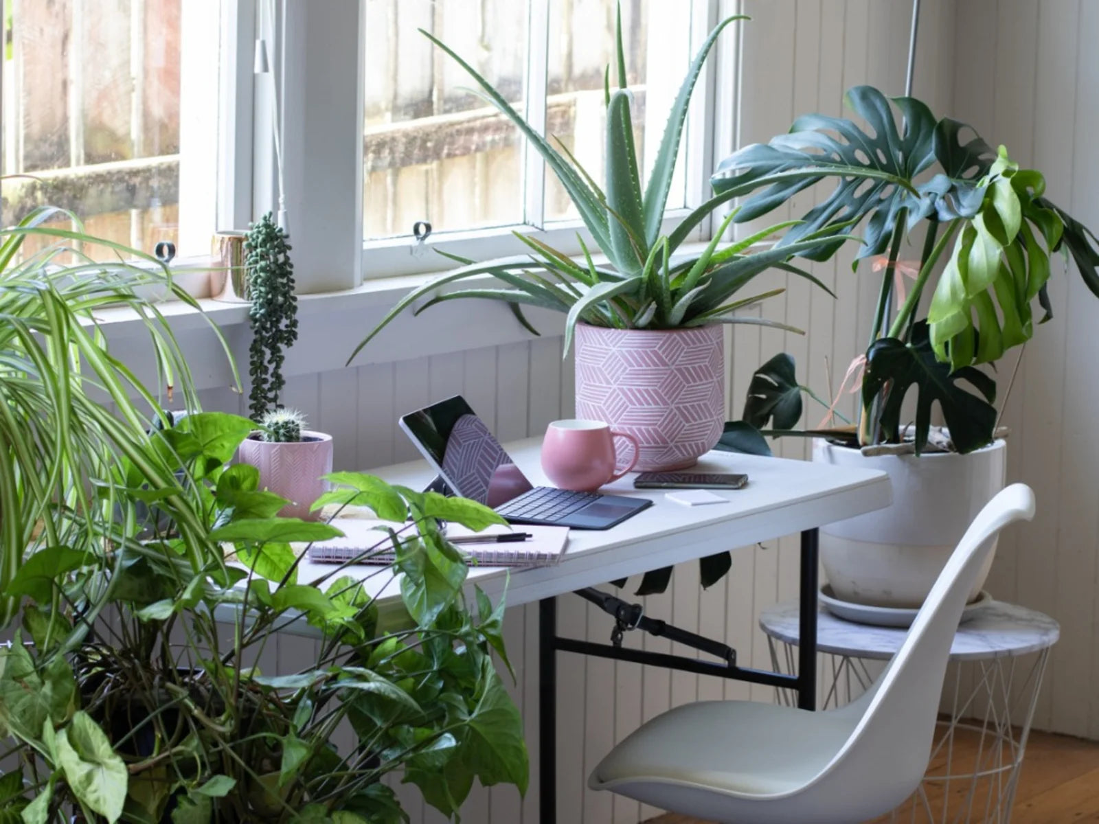 Dorm room plants