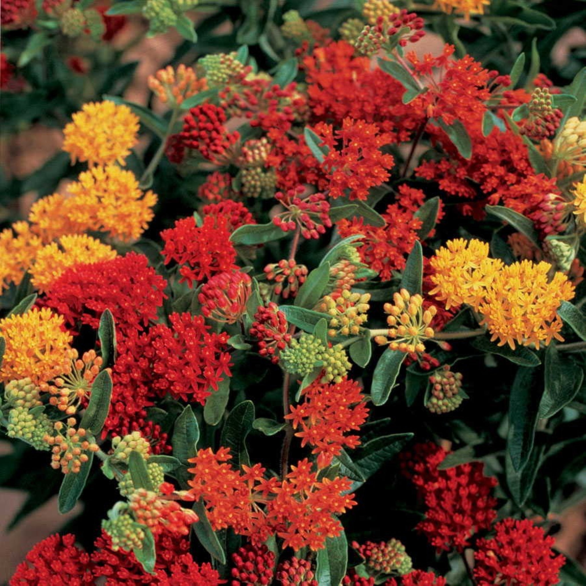 Butterfly Weed