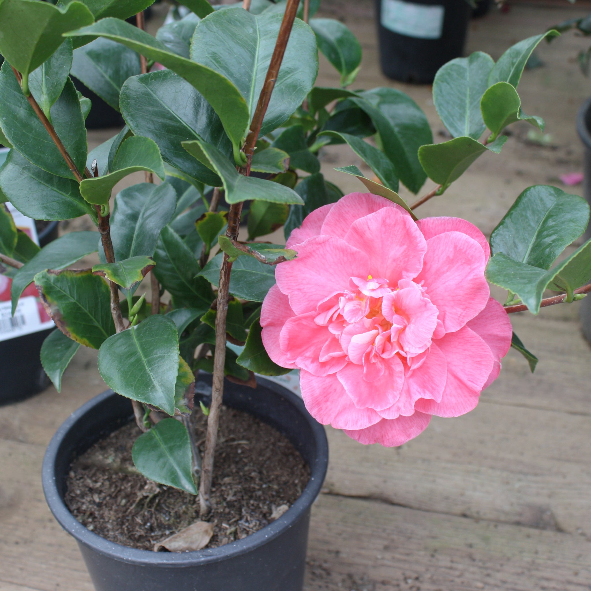 Als-gardencenter 'Marie Bracey' Camellia, 1 Gallon shrub