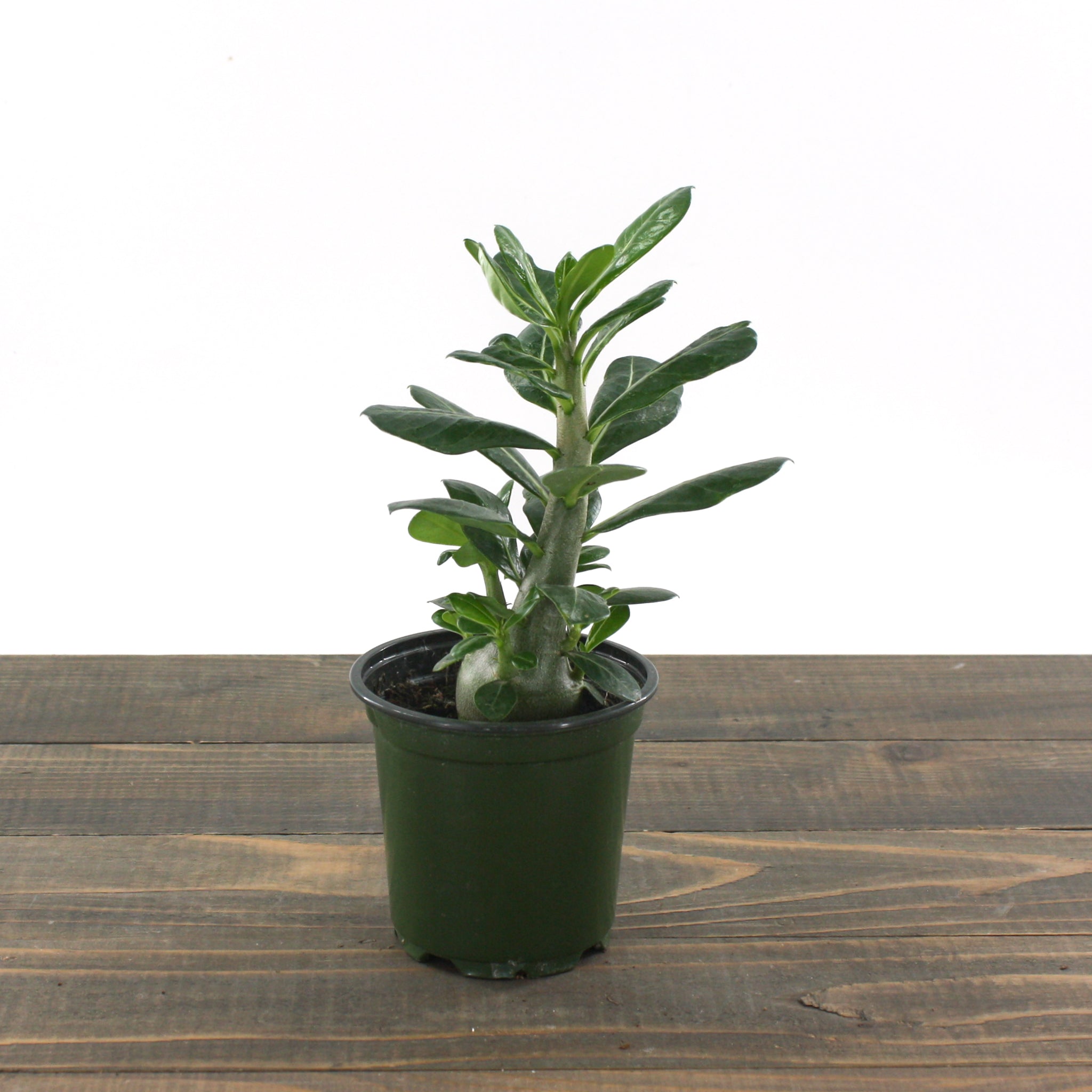 Sunlet Nursery generic Desert Rose (Adenium obesum), 4 Inch houseplant