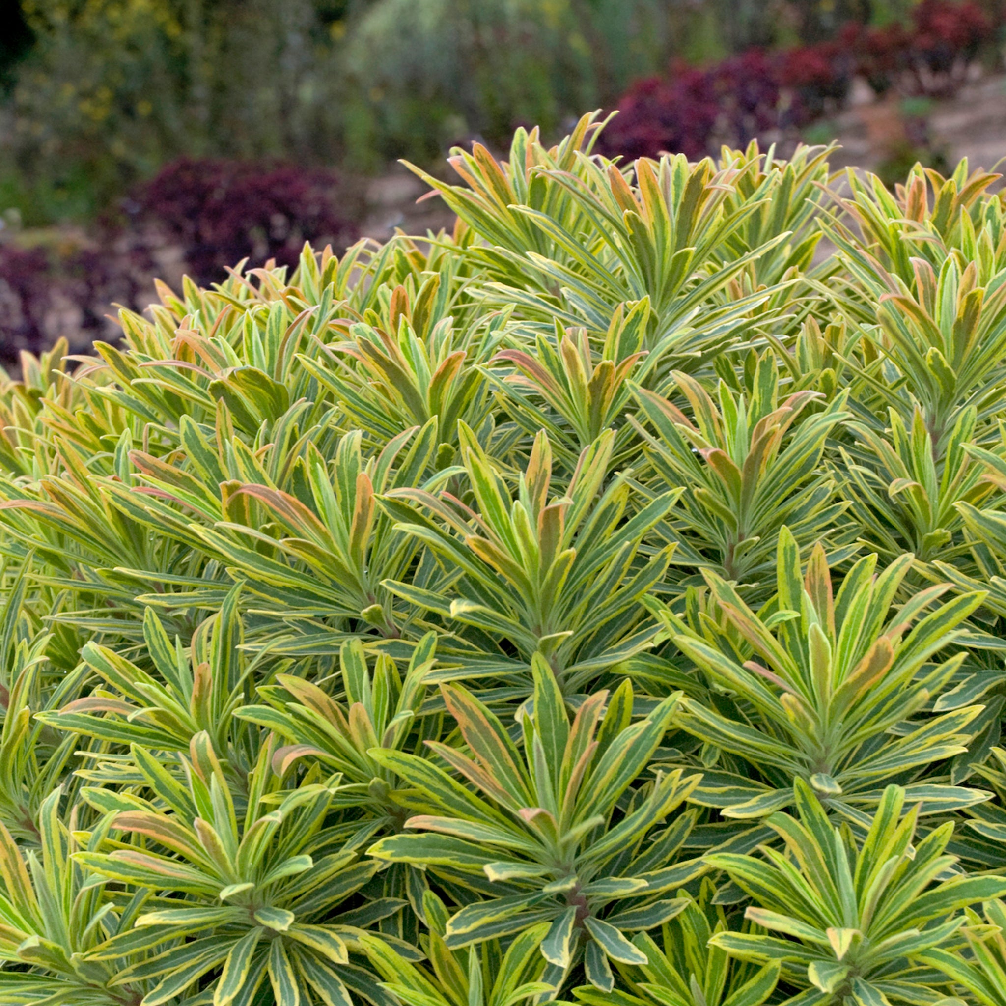 Als-gardencenter 'Ascot Rainbow' Euphorbia, 5 Inch perennial