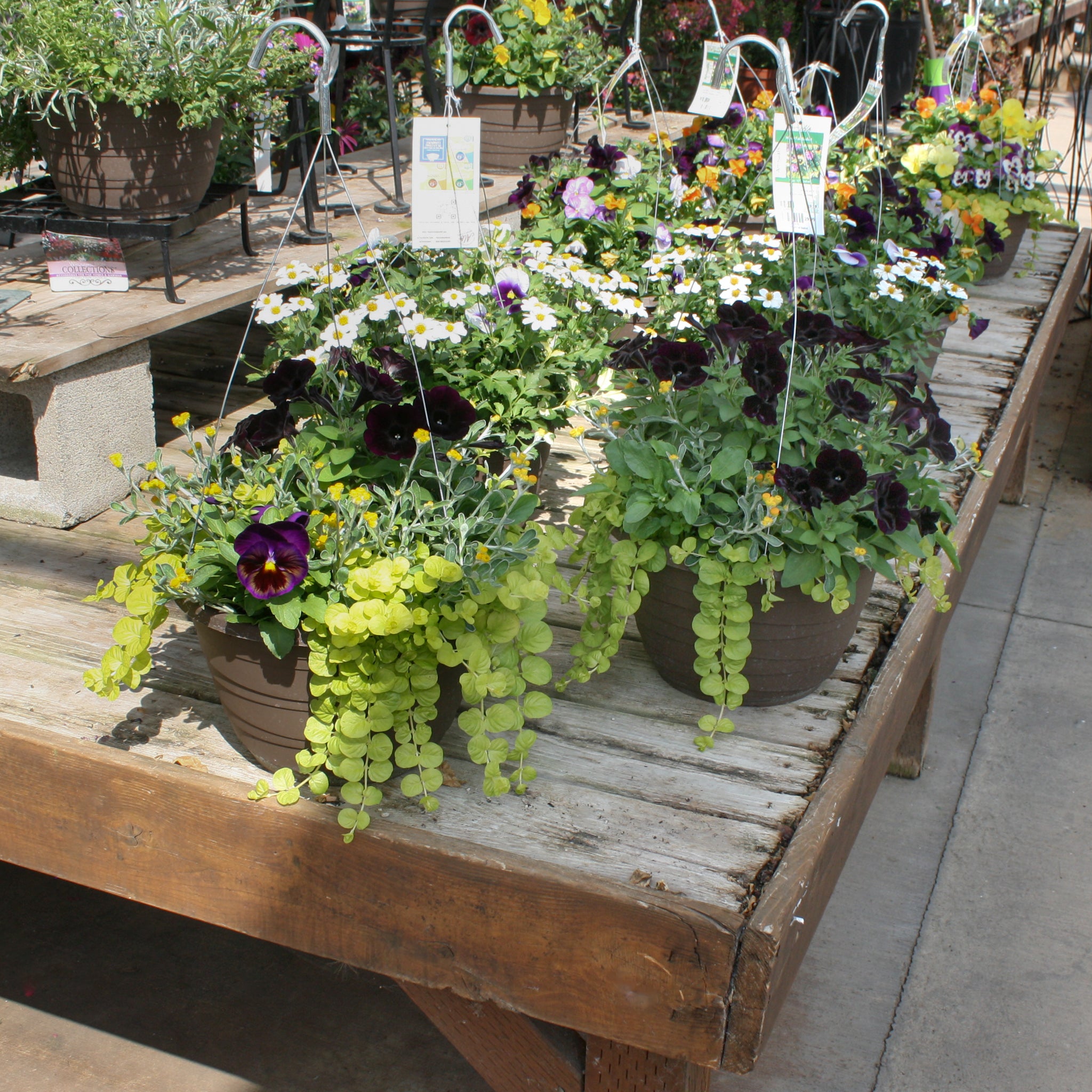 Als-gardencenter 'Fall Mix' Fall Baskets Grown By Al's, 10 Inch Hanging Basket annual