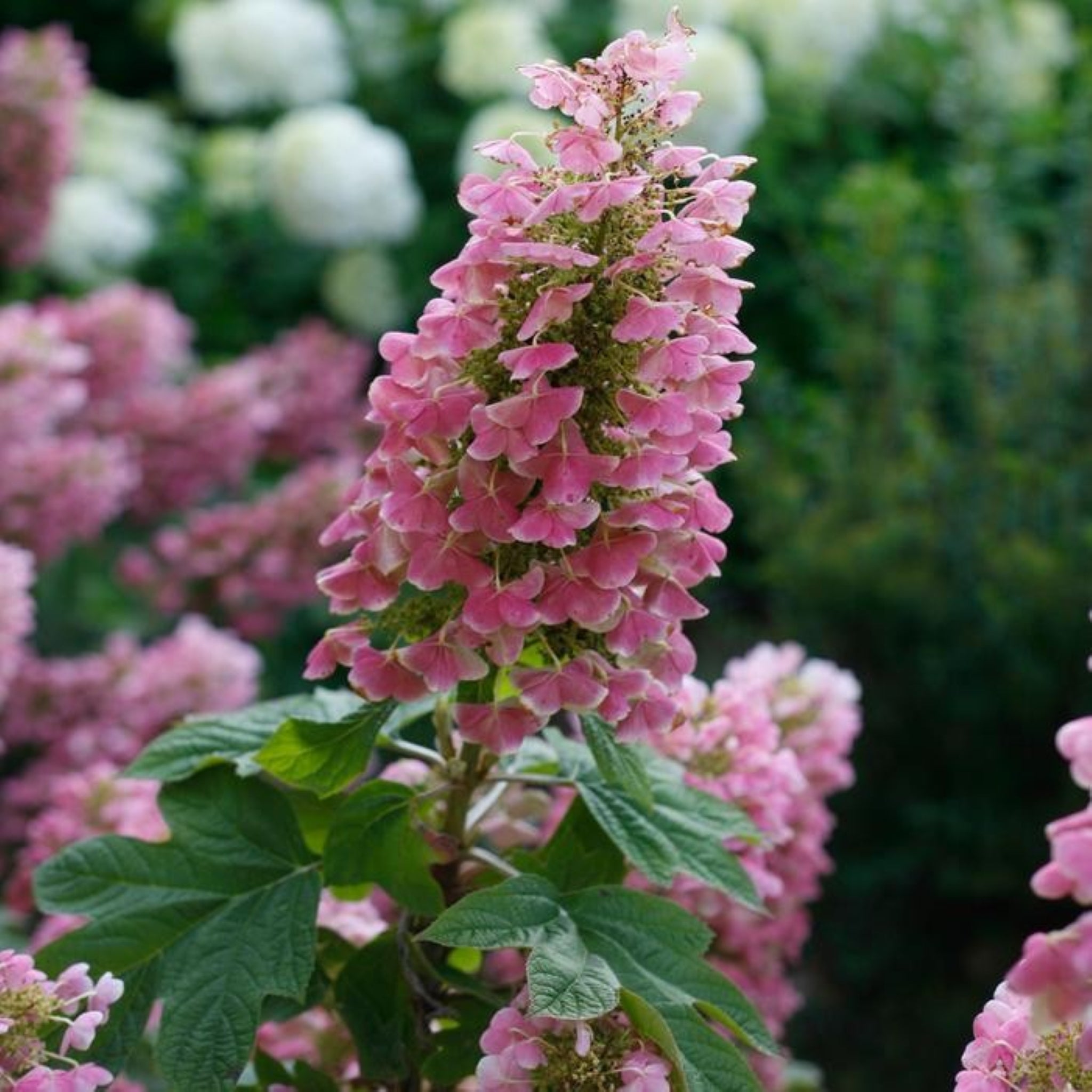 Oakleaf Hydrangea