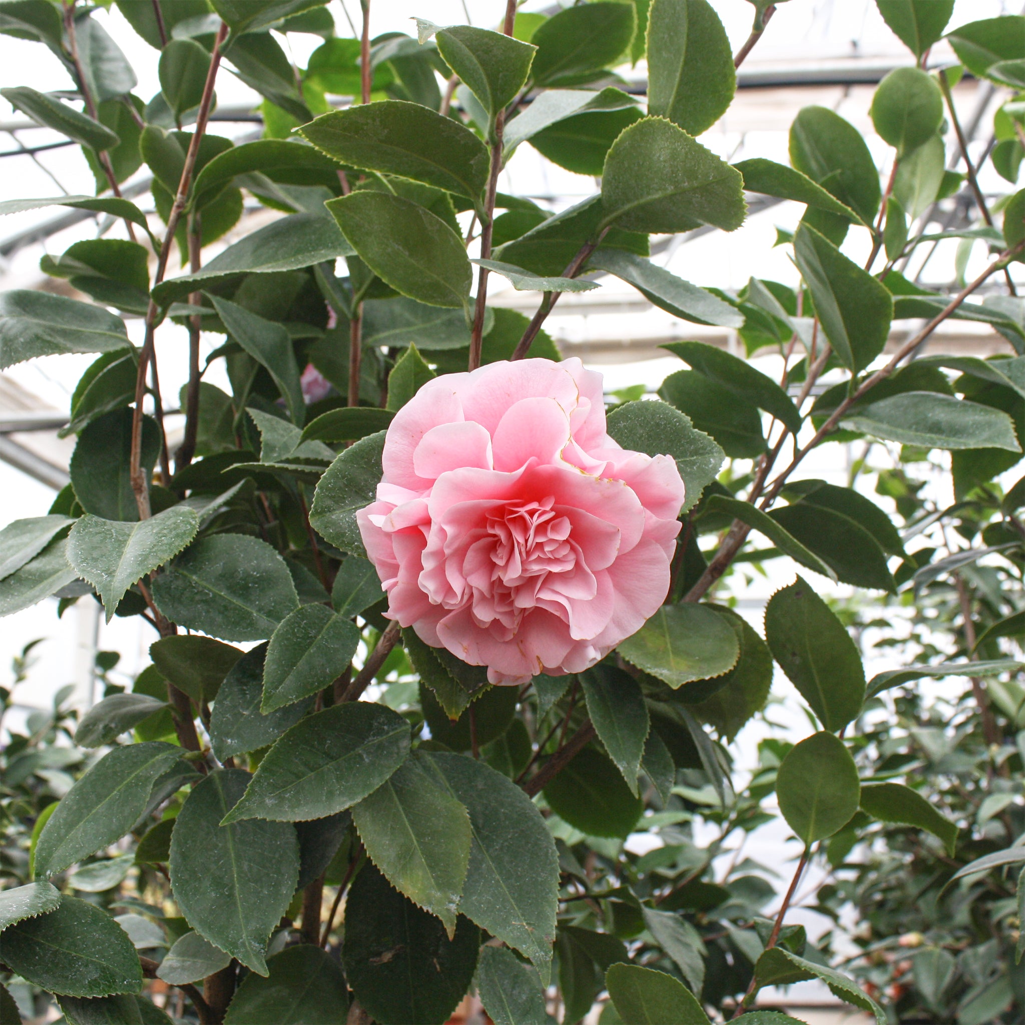 Als-gardencenter 'Debutante' Camellia, 1 Gallon shrub