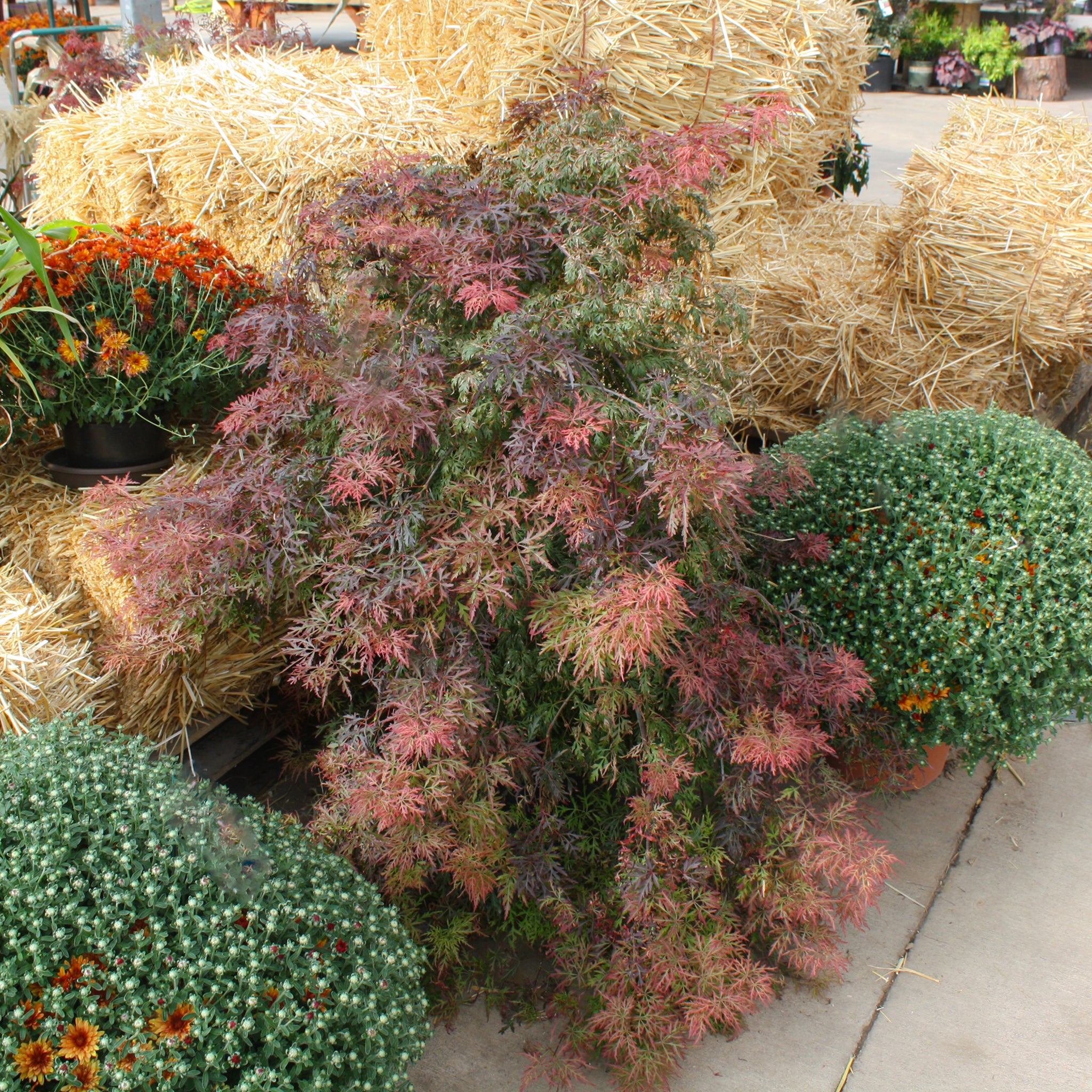Als-gardencenter 'Orangeola' Laceleaf Japanese Maple (Acer palmatum dissectum), 7 Gallon tree