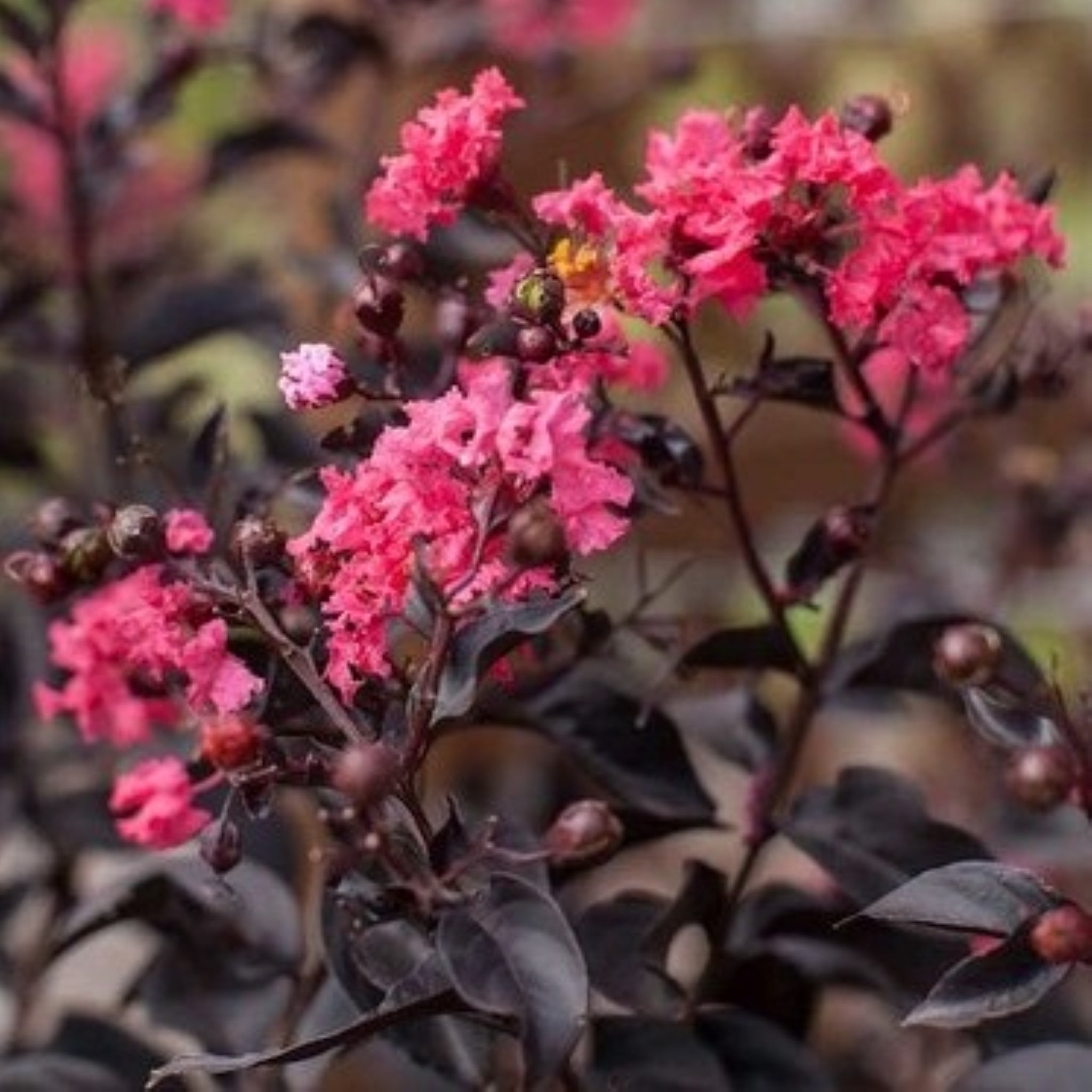 Crape Myrtle