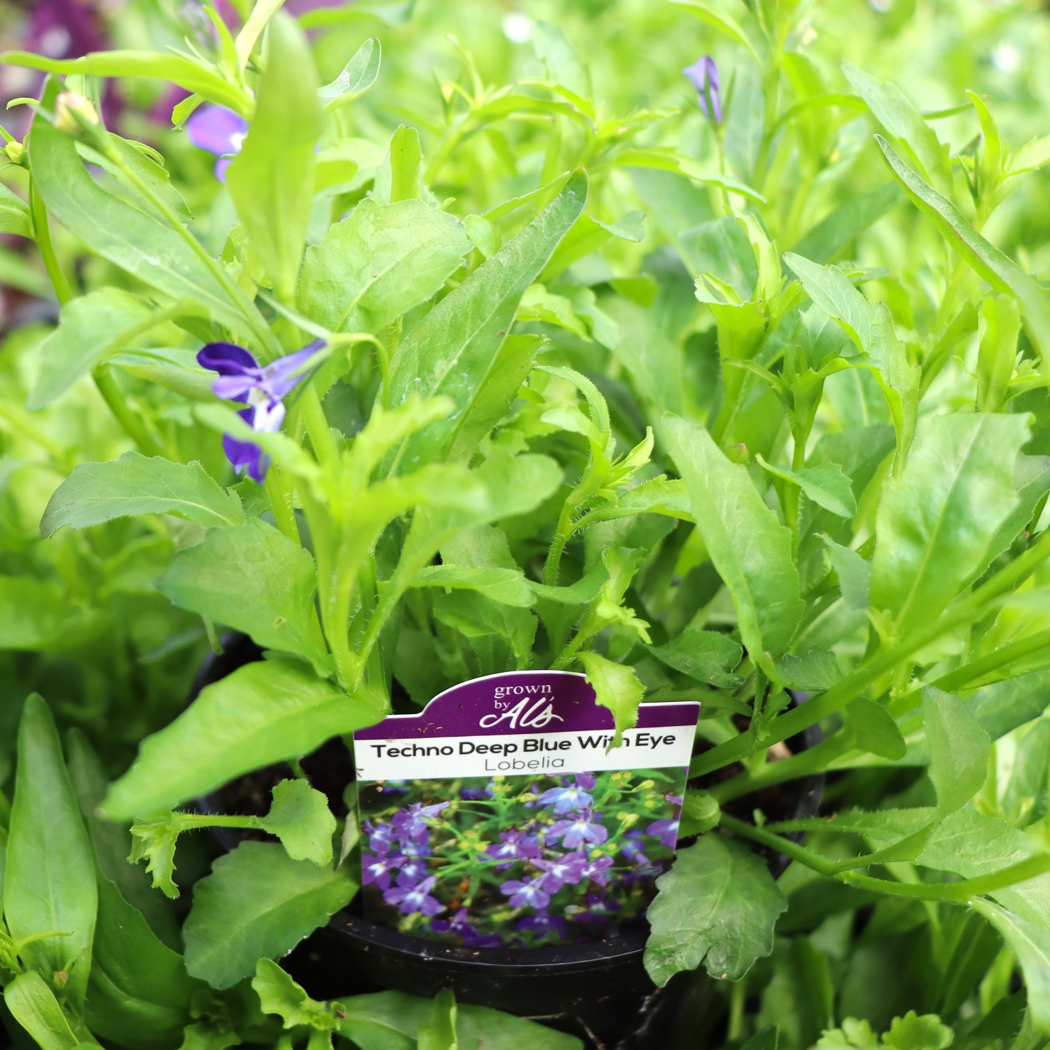 Lobelia