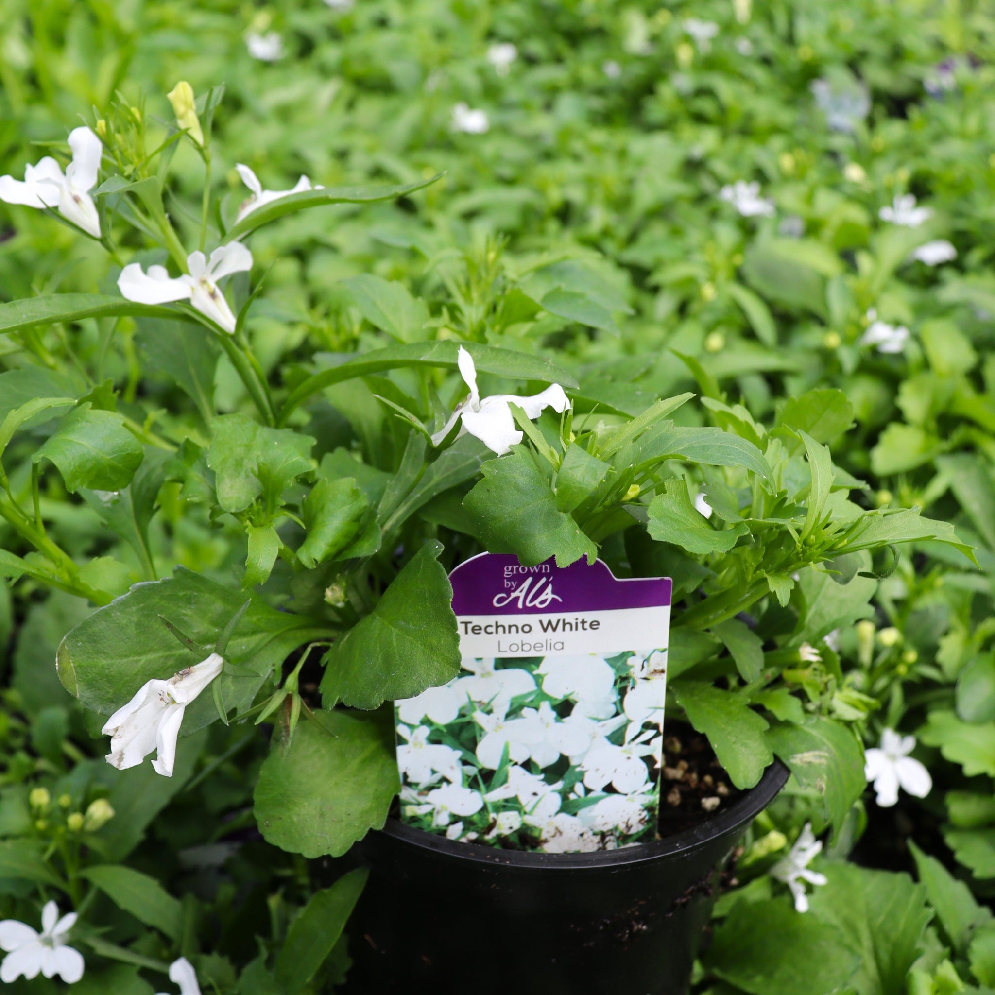 Lobelia