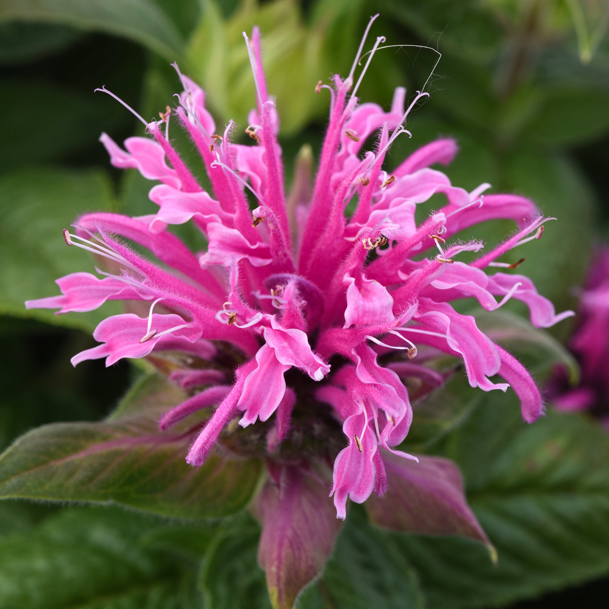 Als-gardencenter 'Bee-Mine Pink' Bee Balm (Monarda), 1 Gallon perennial