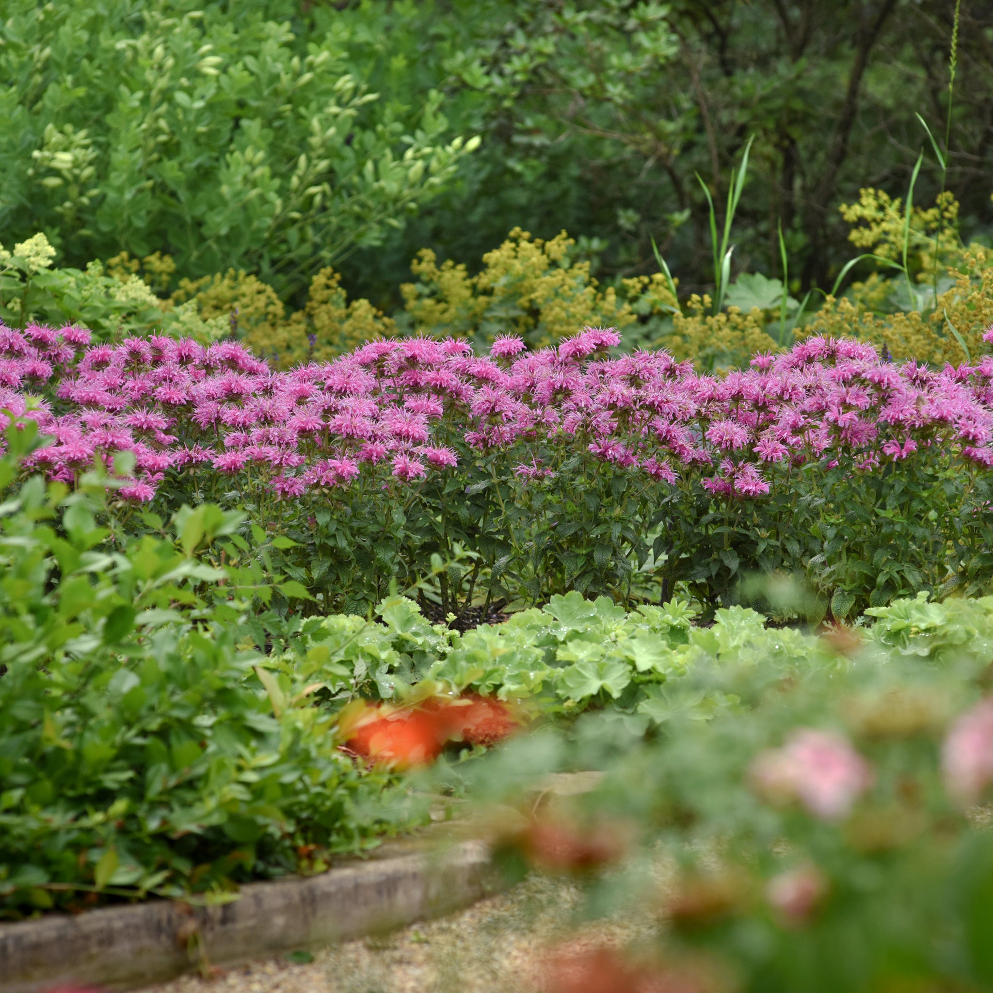 Als-gardencenter 'Bee-Mine Pink' Bee Balm (Monarda), 1 Gallon perennial