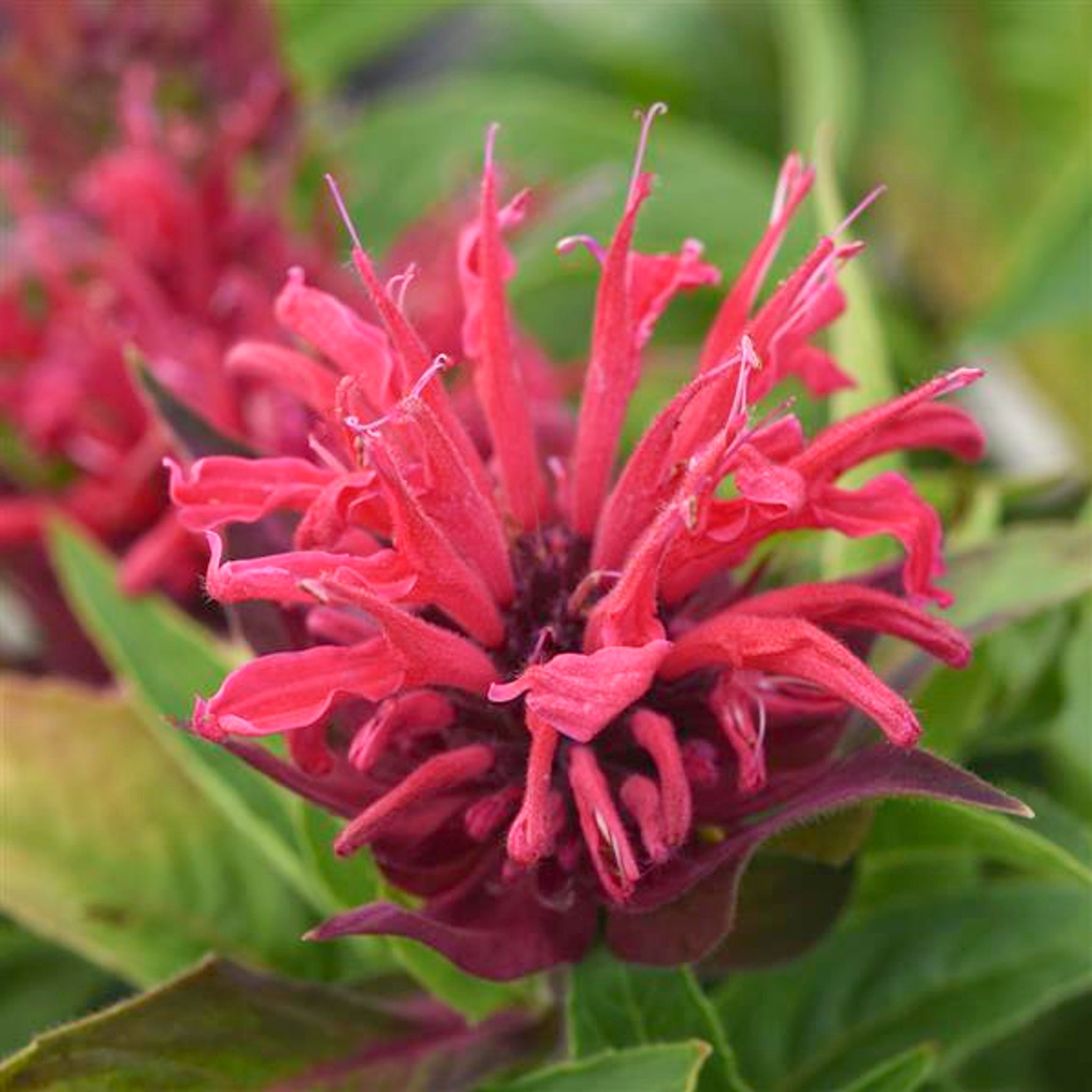 Als-gardencenter 'Bee-Mine Red' Bee Balm (Monarda), 1 Gallon perennial