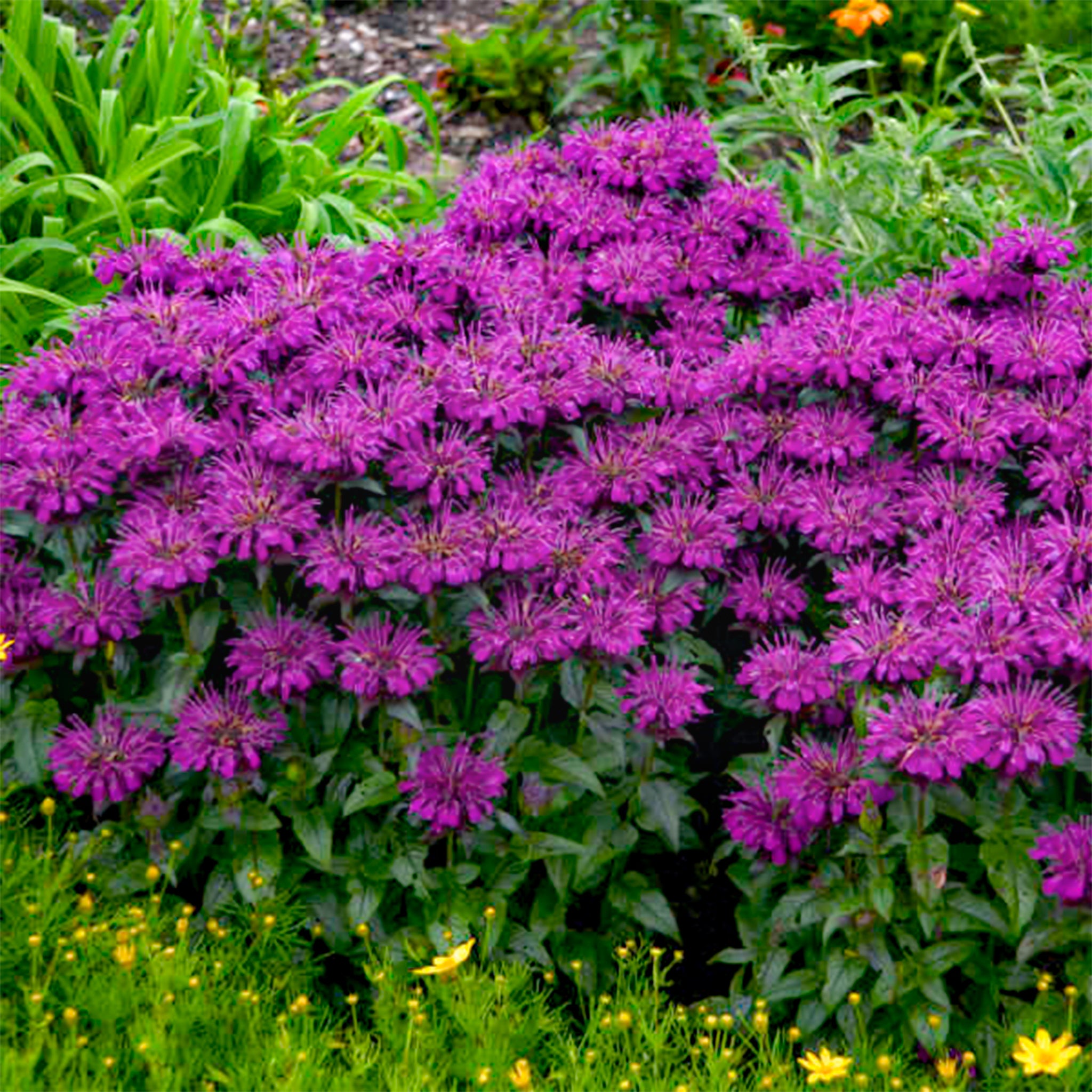 Als-gardencenter 'Sugar Buzz Cherry Pops' Bee Balm (Monarda), 1 Gallon perennial