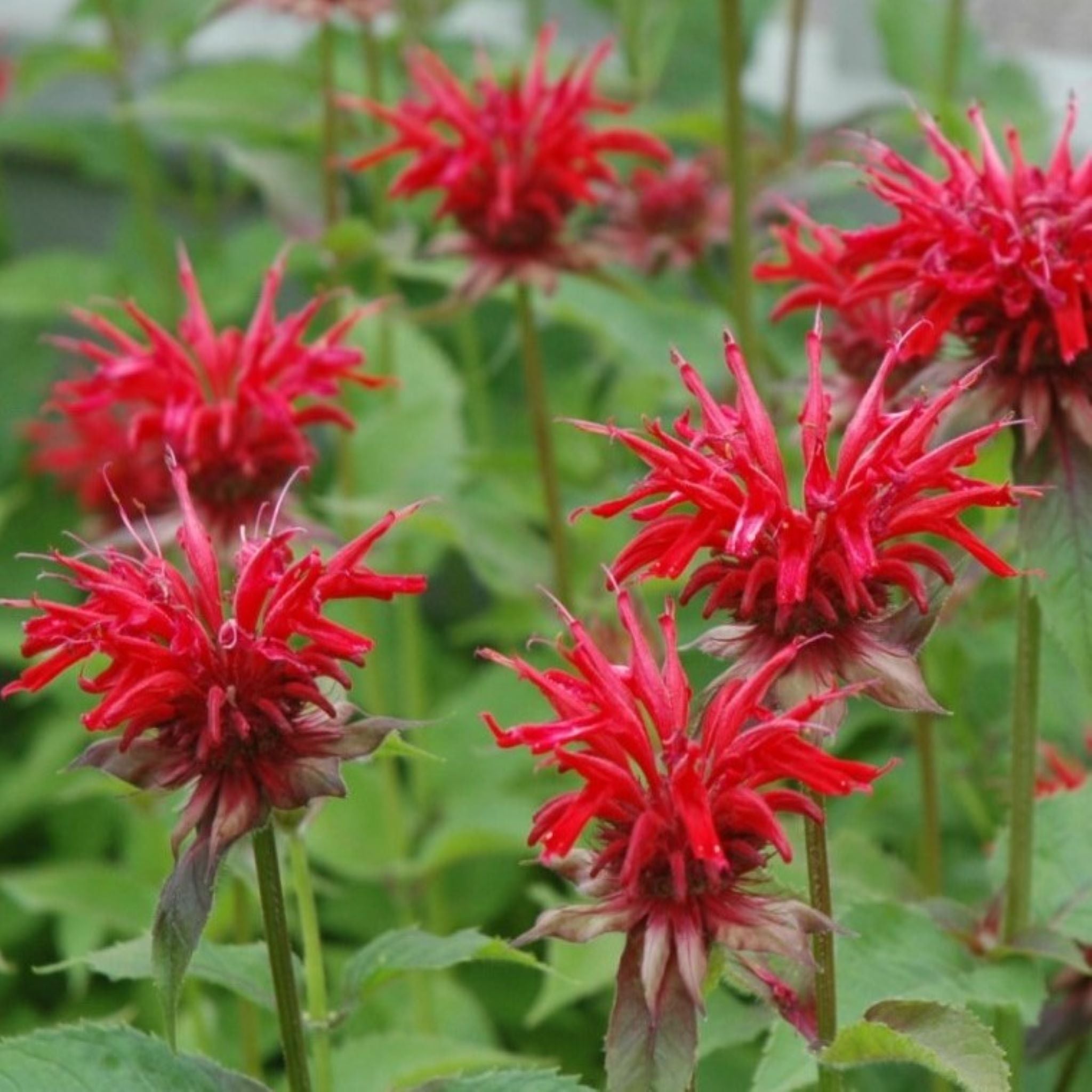 Als-gardencenter 'Jacob Cline' Bee Balm (Monarda), 2 Gallon perennial