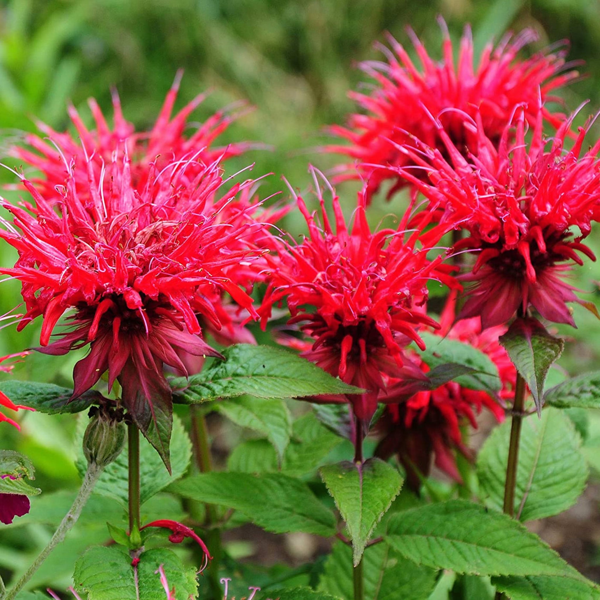 Als-gardencenter 'Panorama Red Shades' Bee Balm (Monarda), 1 Gallon perennial