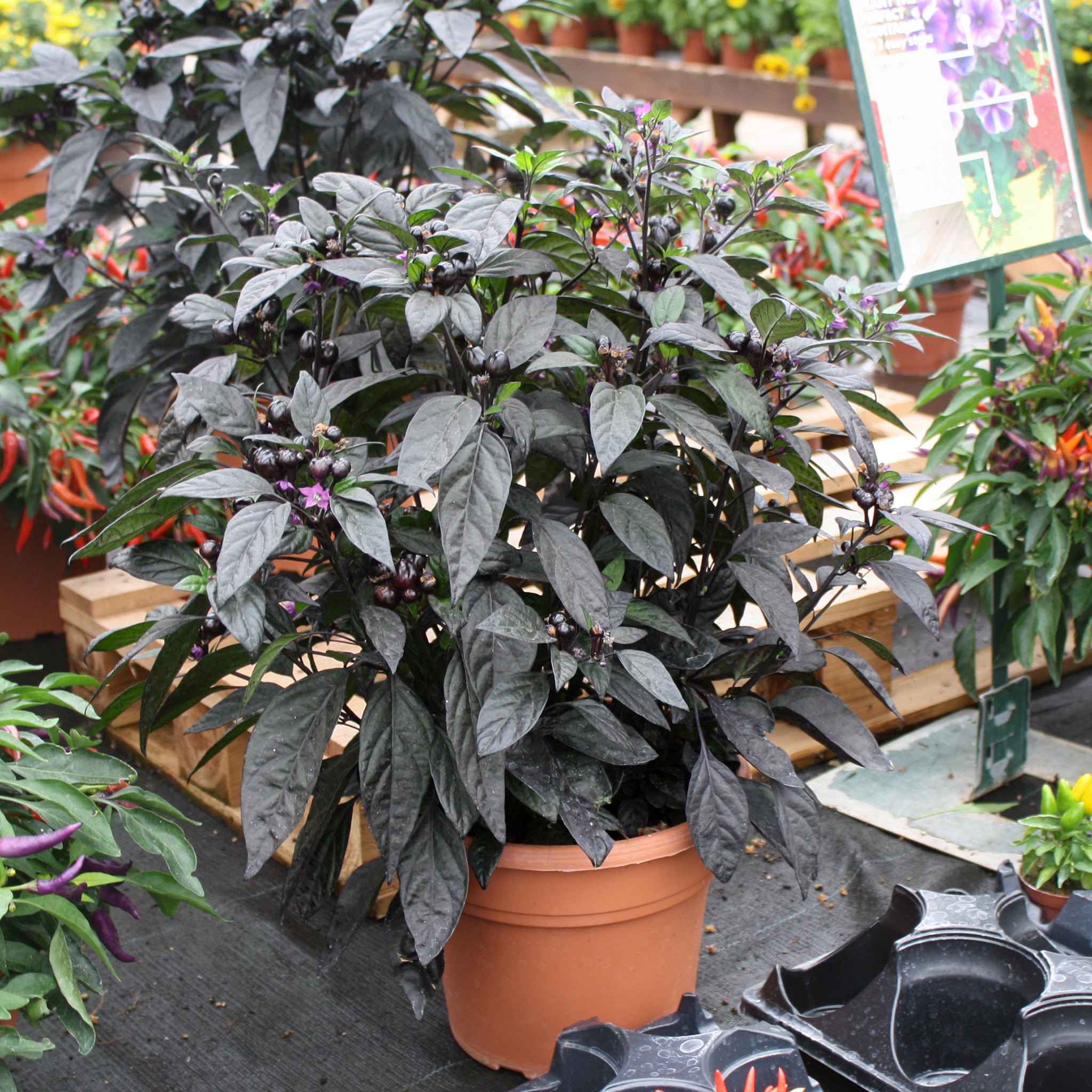 Als-gardencenter 'Black Pearl' Ornamental Peppers (Capsicum annuum), 10 Inch annual